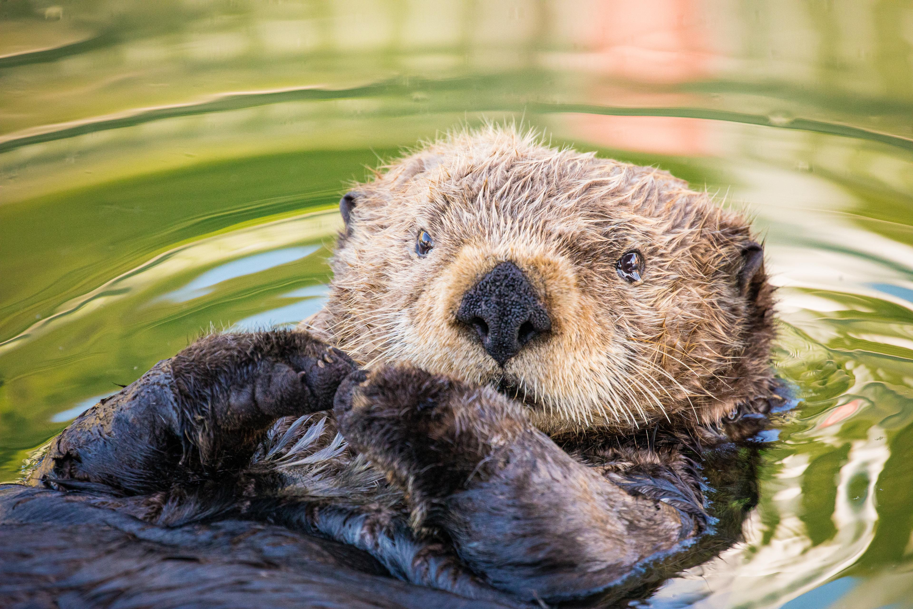 Zeeotter ligt in het water, kijkt je aan, Alaska
