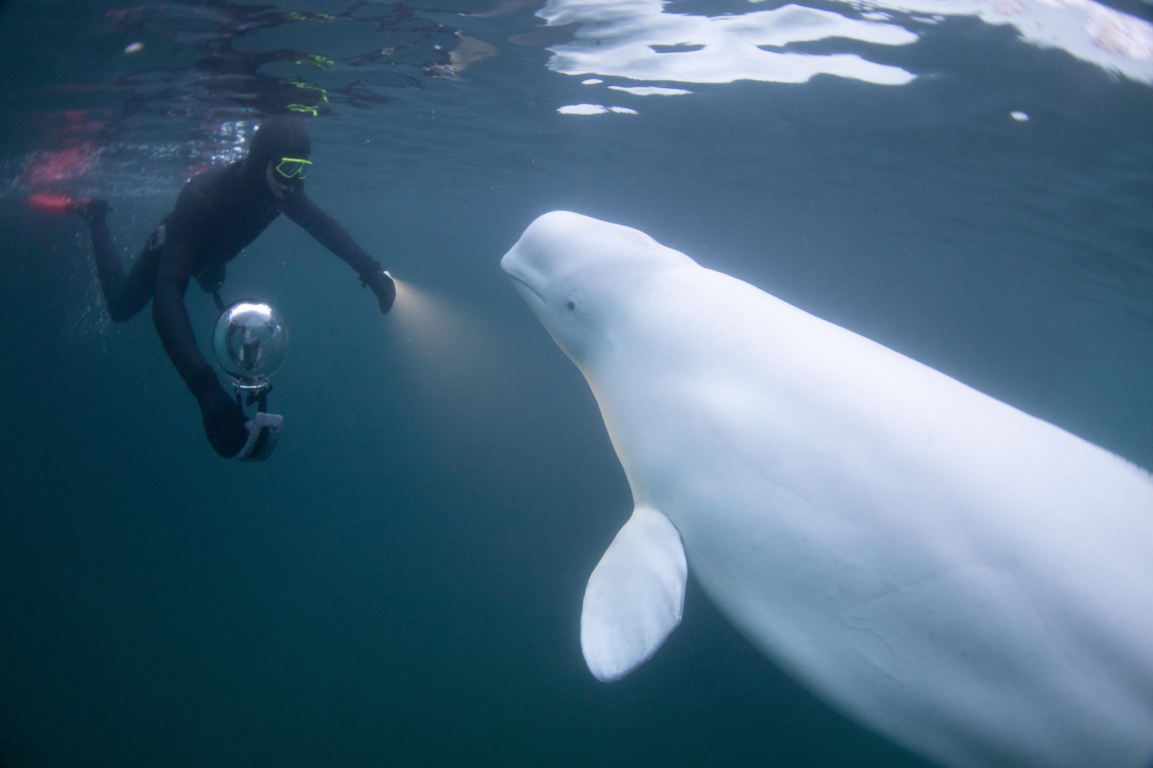 Beluga met onderzoeker