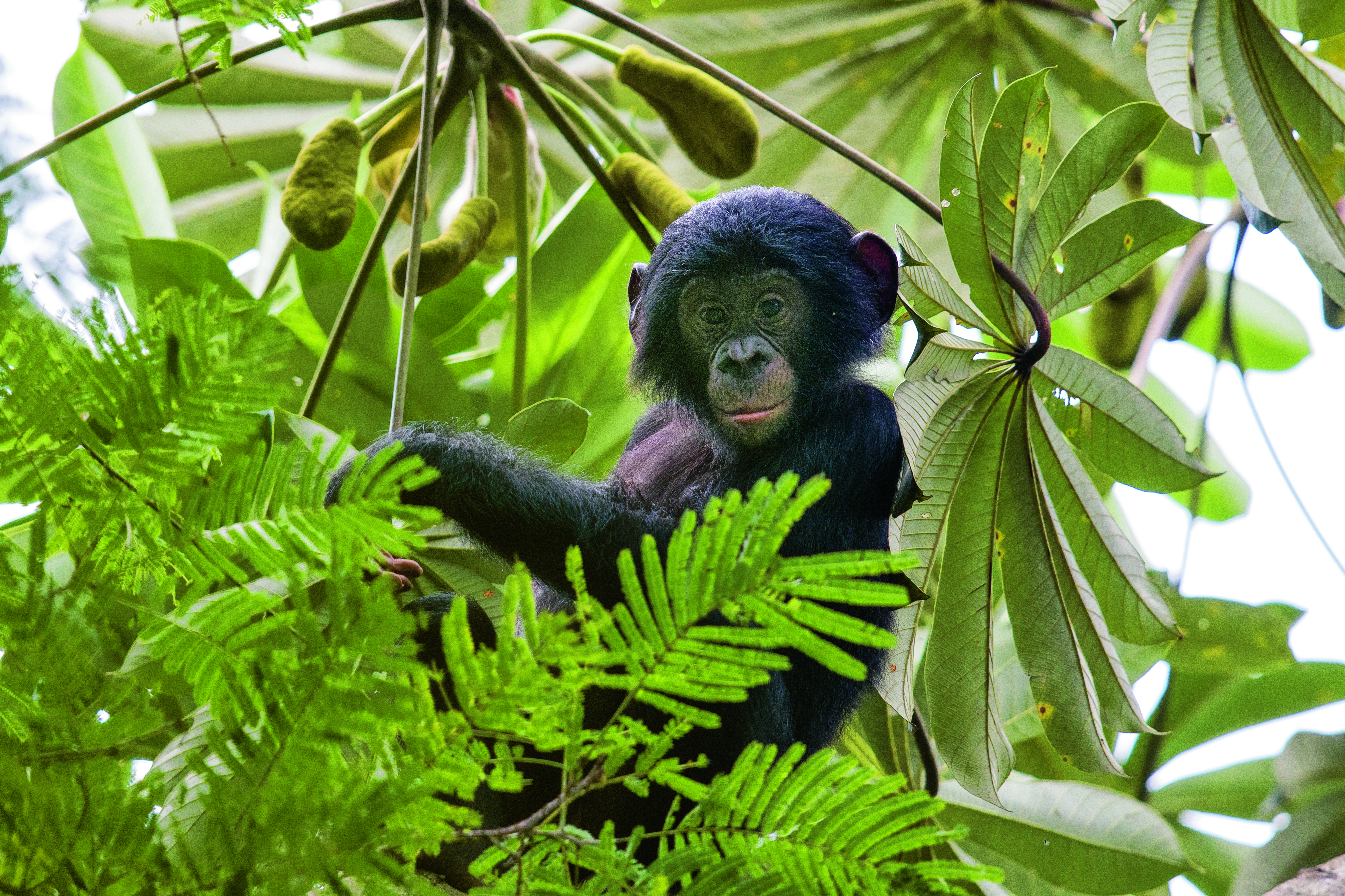 Bonobo Congo WW243096