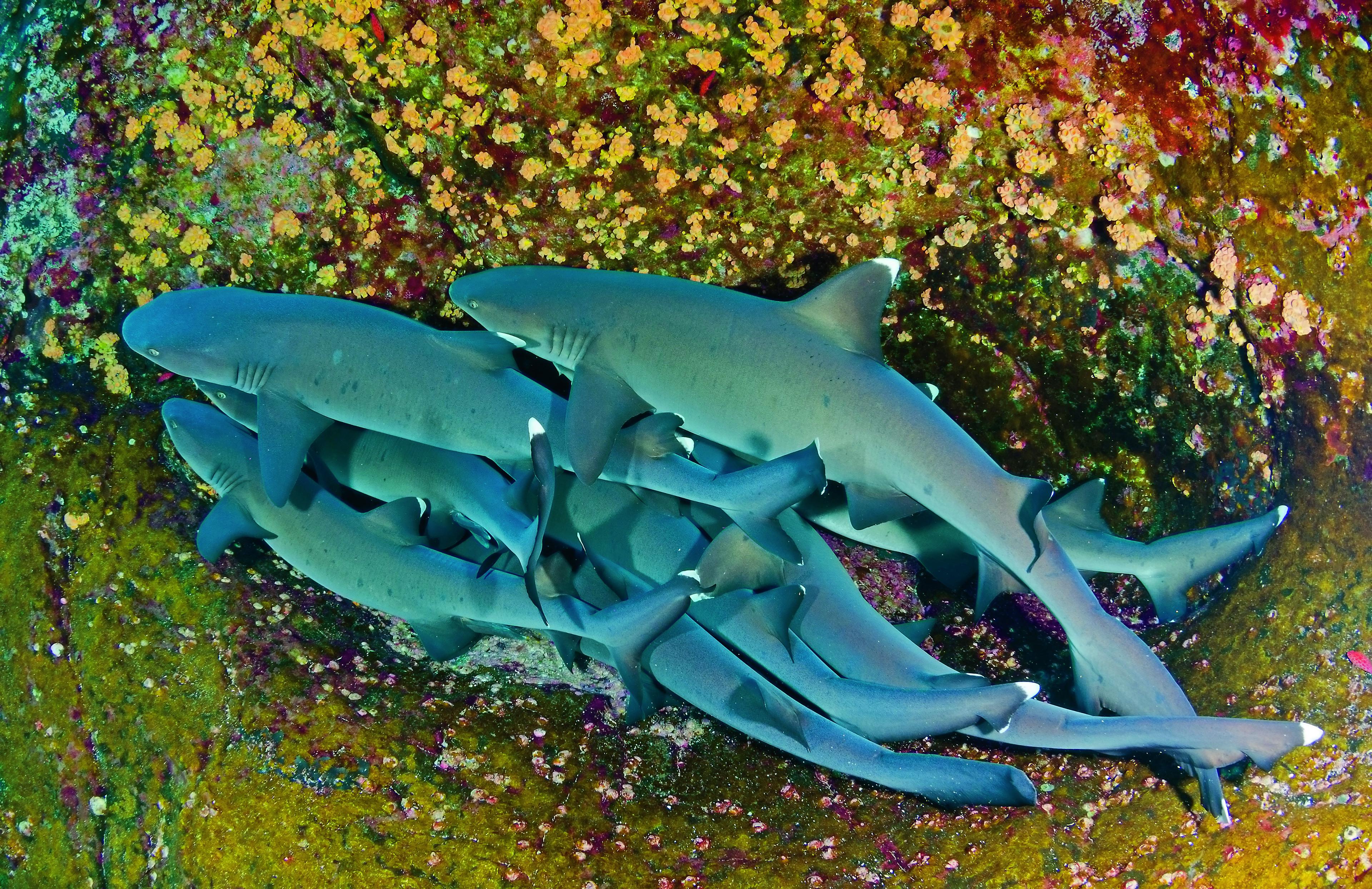 Witpuntrifhaaien