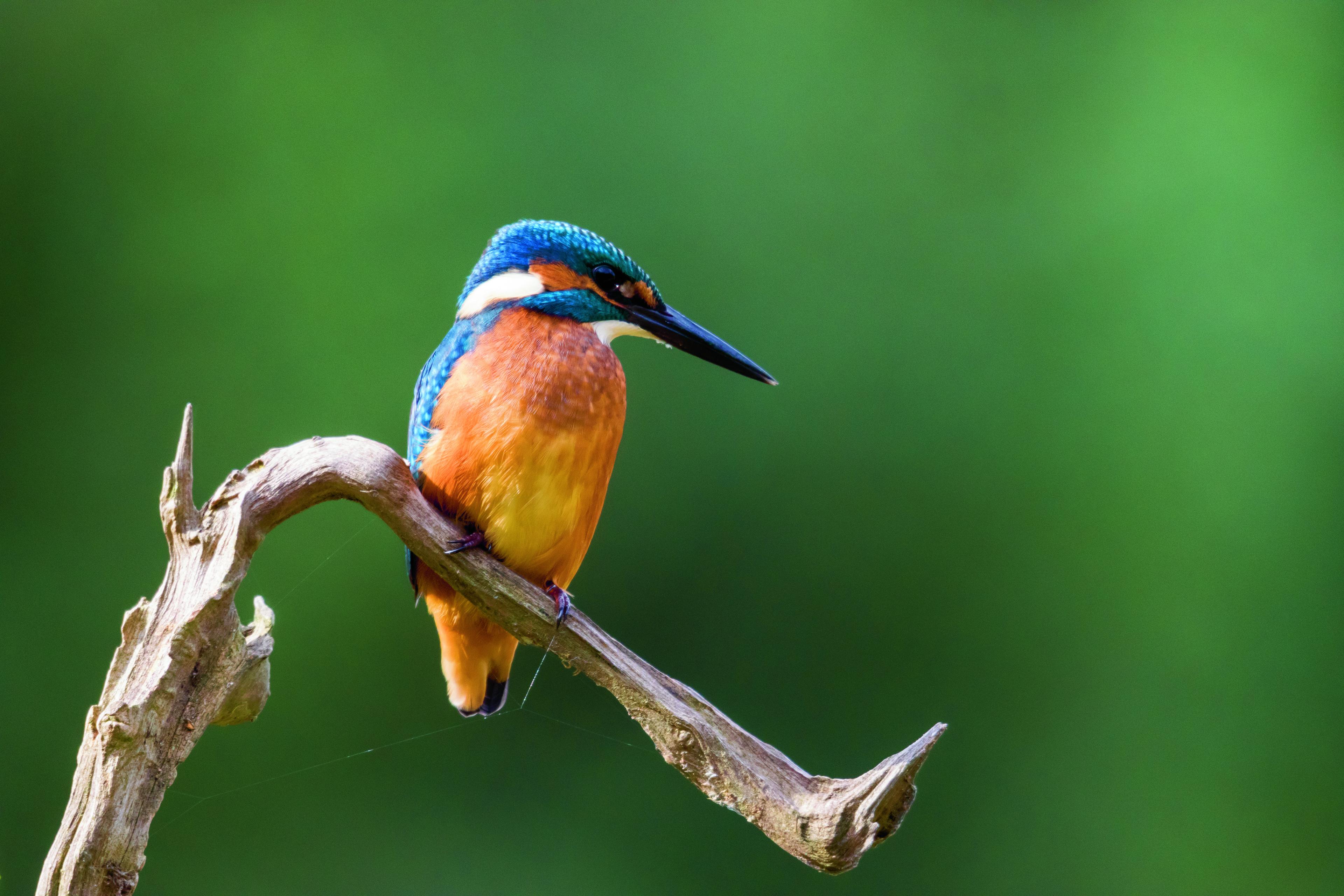 Een ijsvogel
