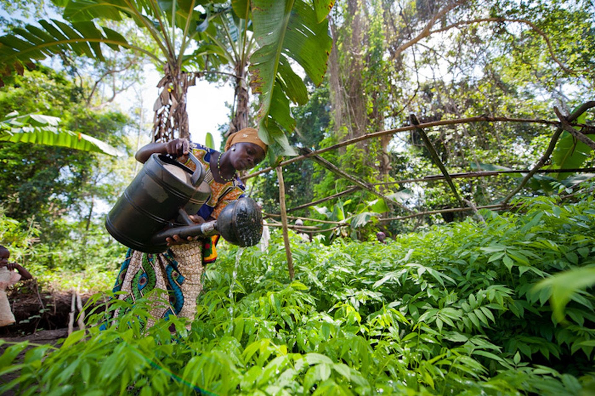 Een vrouw geeft planten water in Tanzania