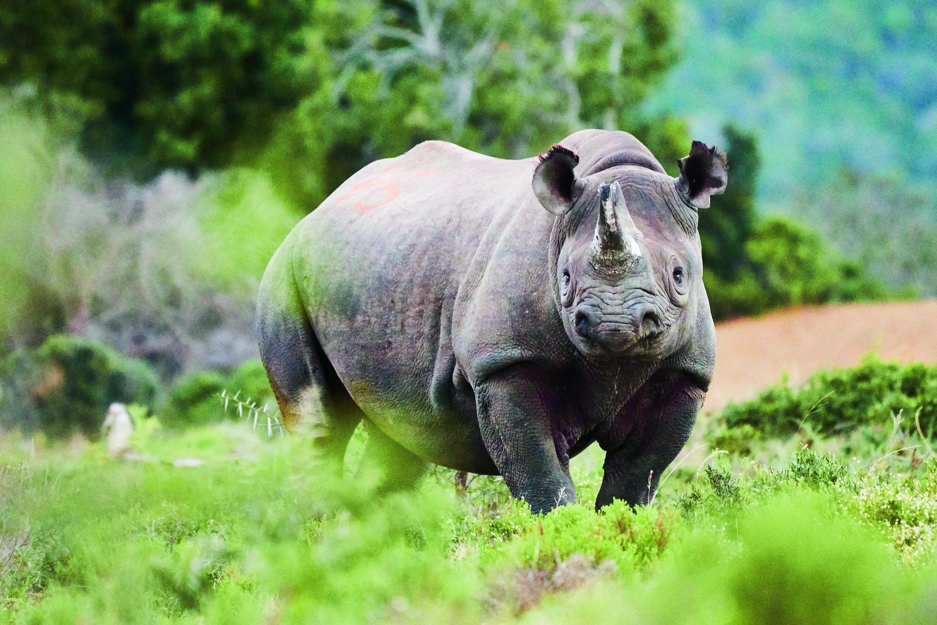 Neushoorn kijkt