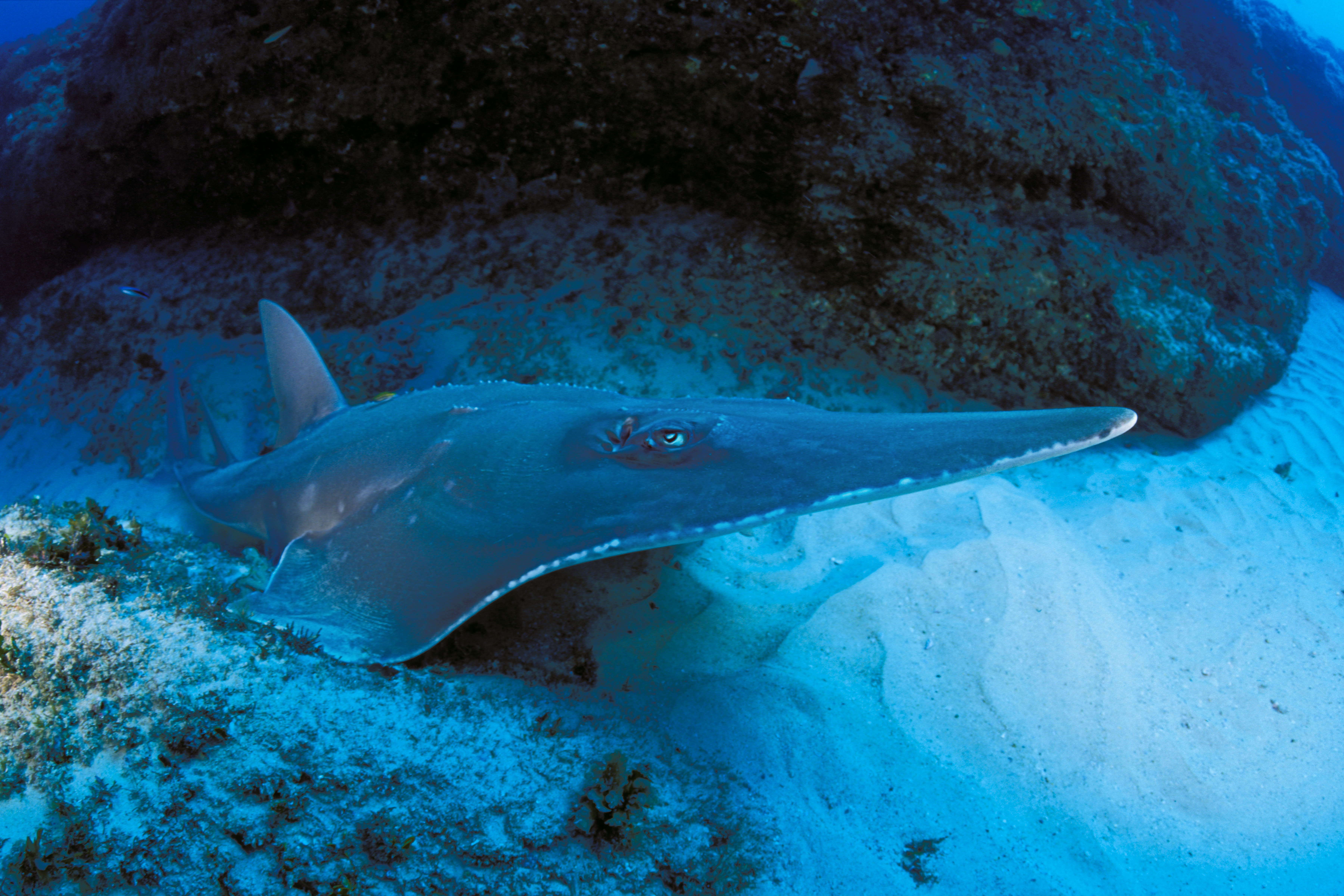 Giant guitarfish, rog WW2138022