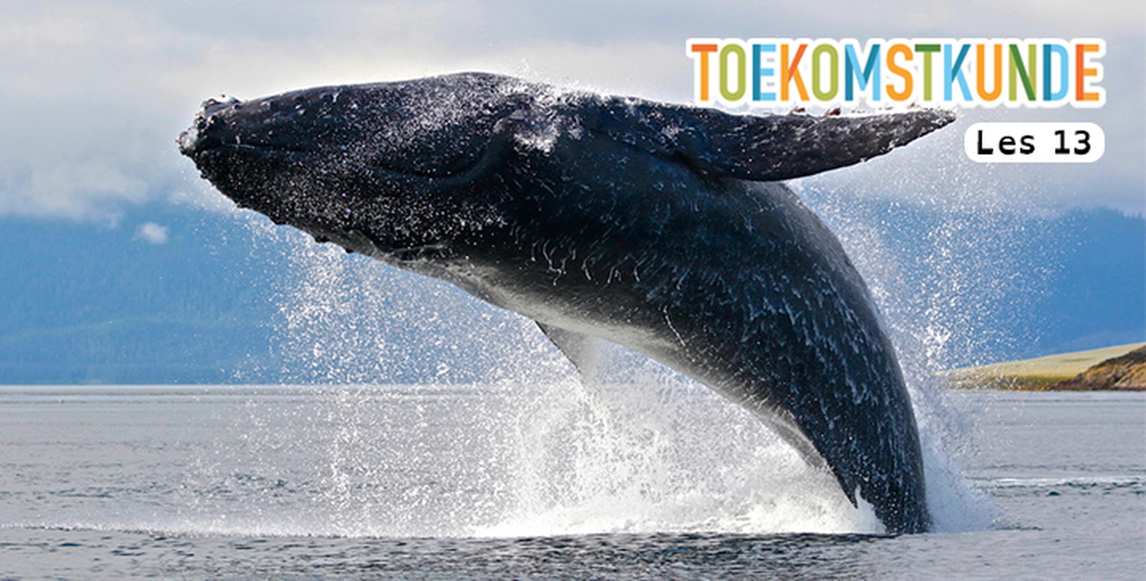 LES 13: DE WALVIS HELPT ONS KLIMAAT!