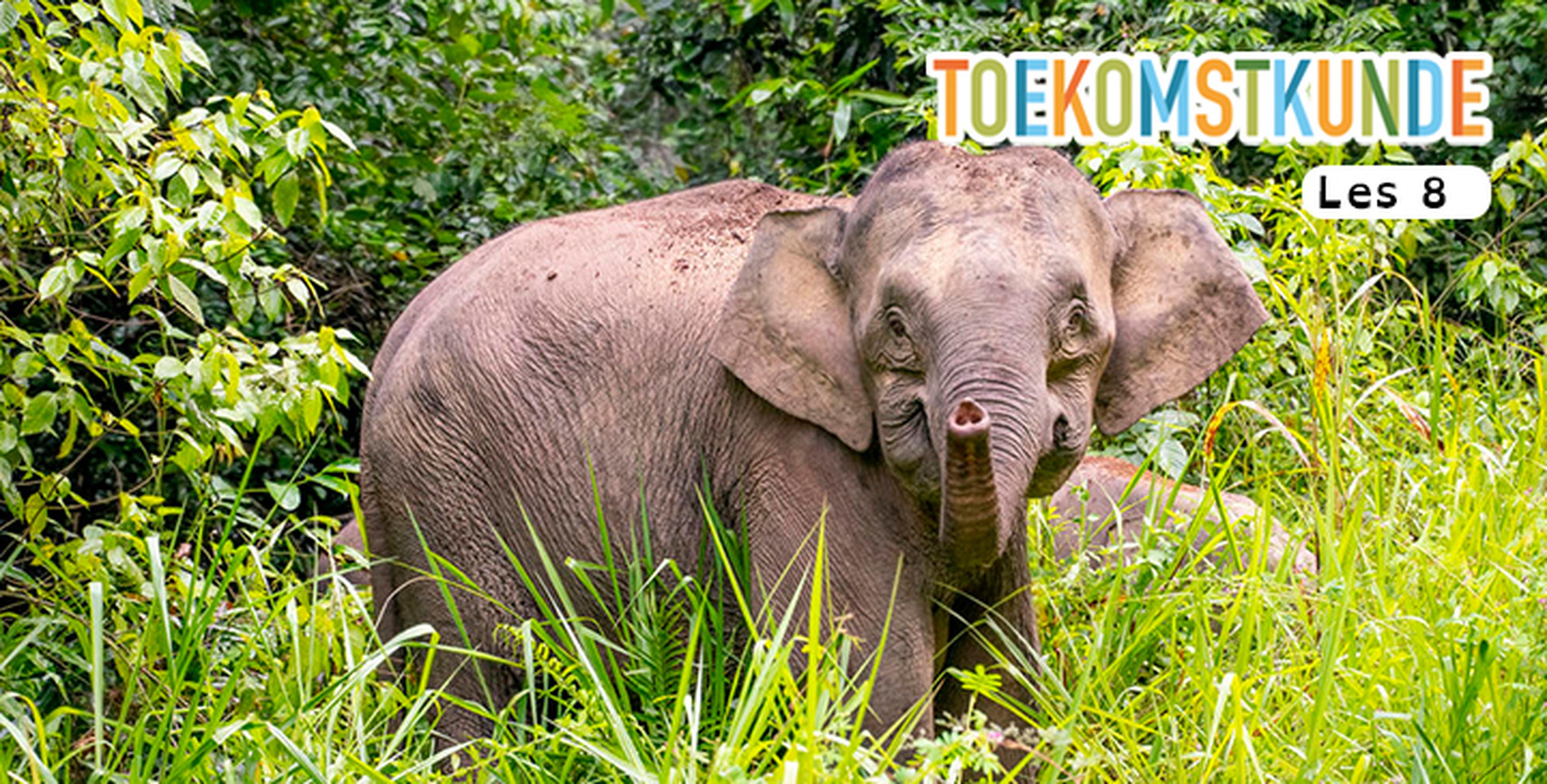 Les 8: Olifant in je achtertuin