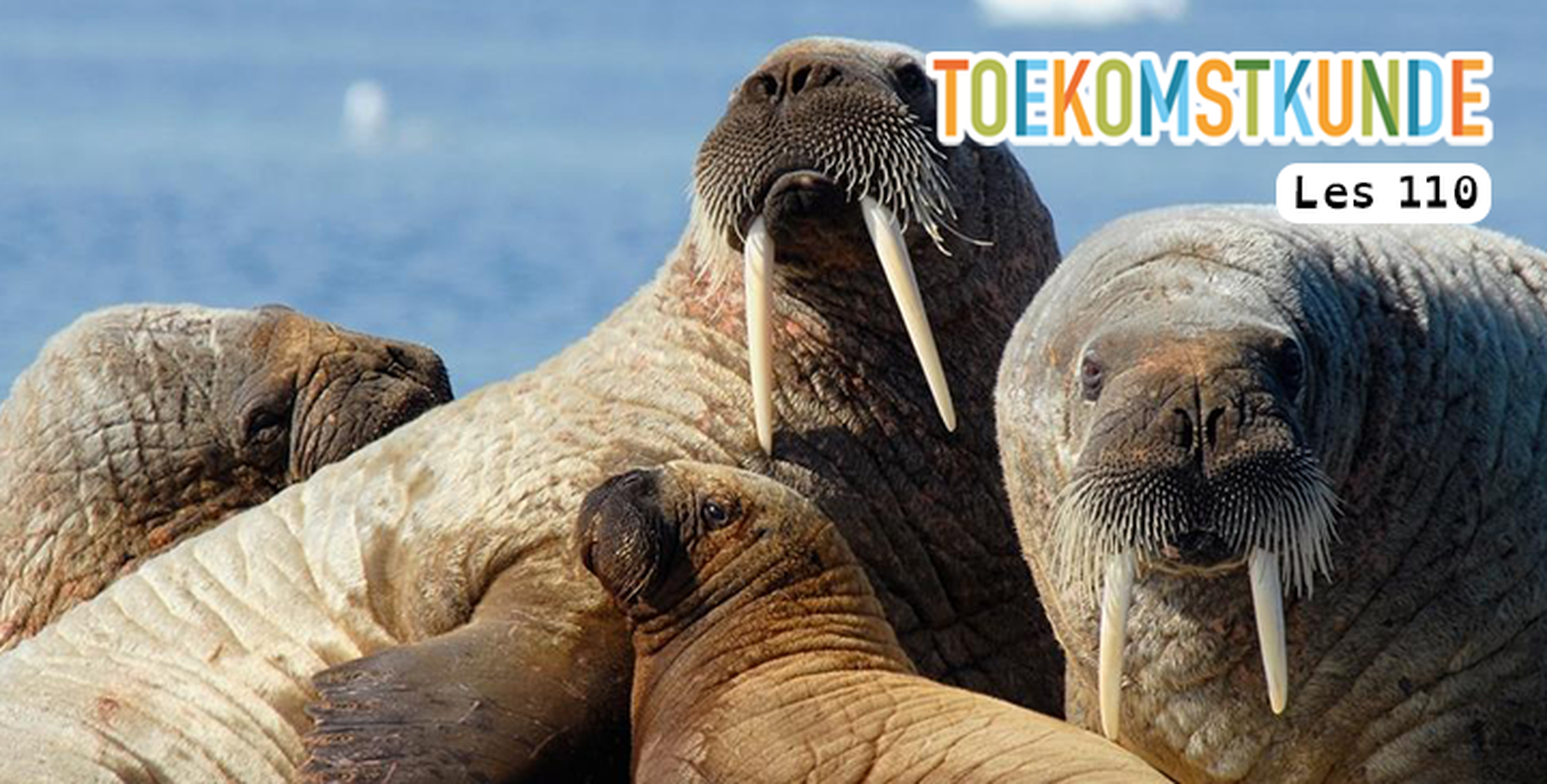 Red de walrus