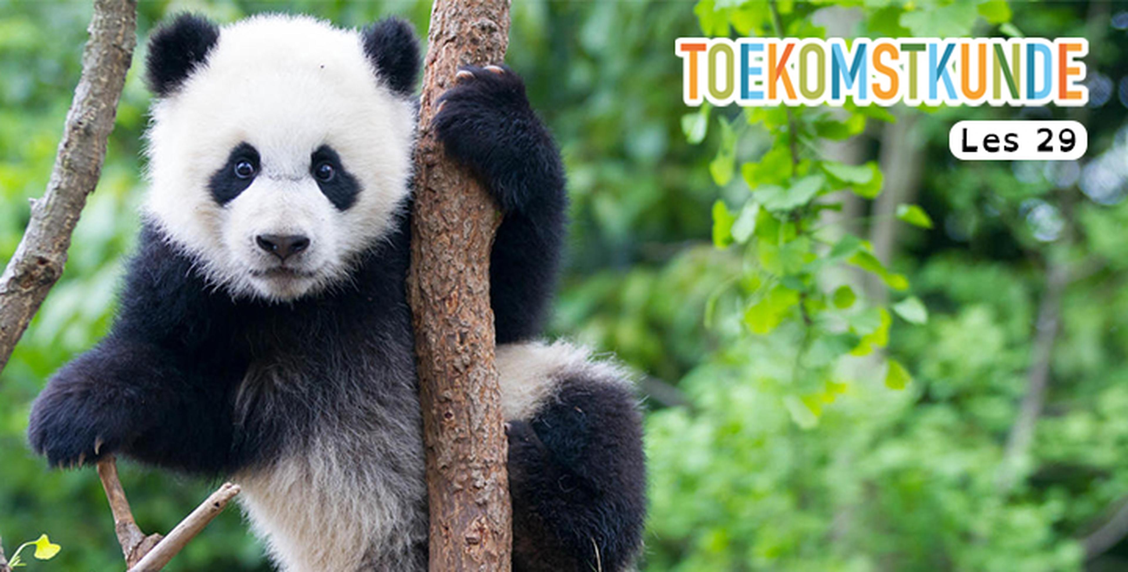 Les 29: Hoera, het gaat beter met de panda!