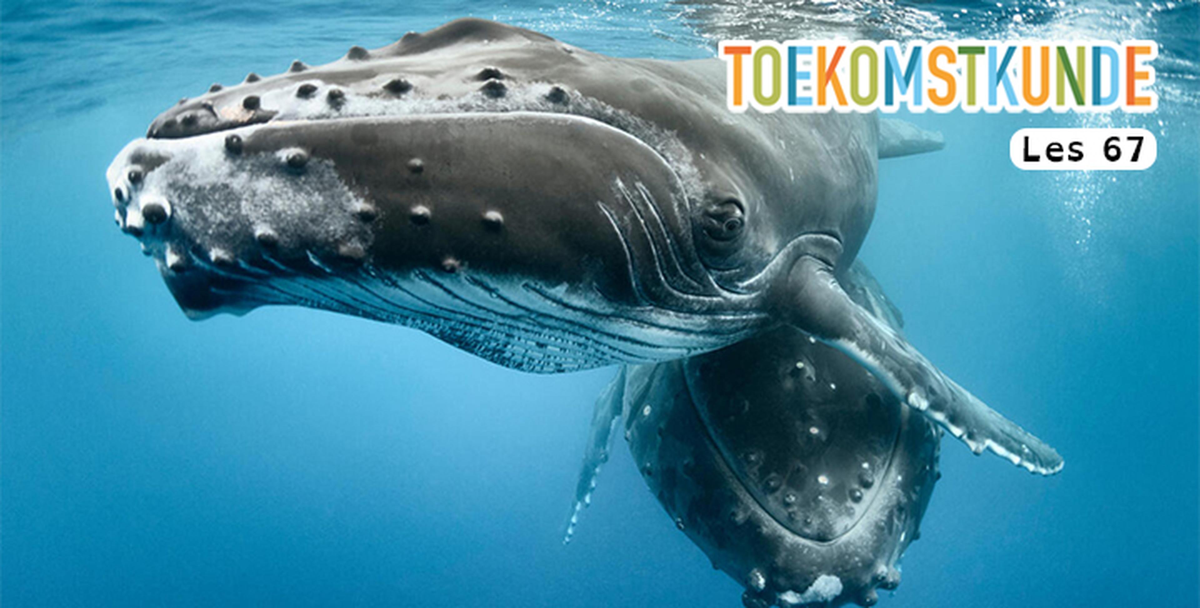 Les 67: Help de walvis!