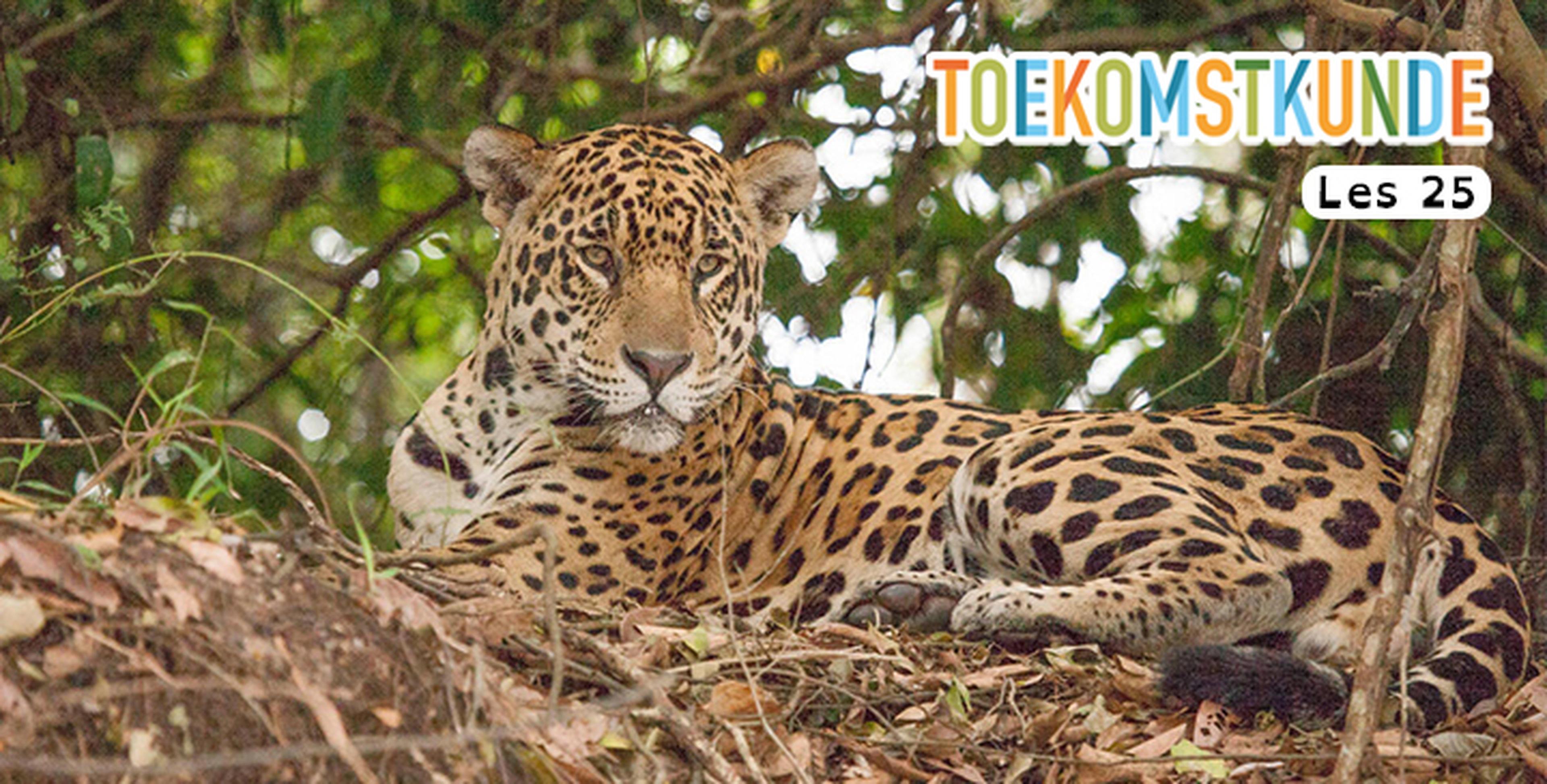 Les 25: Meer bos voor de jaguar
