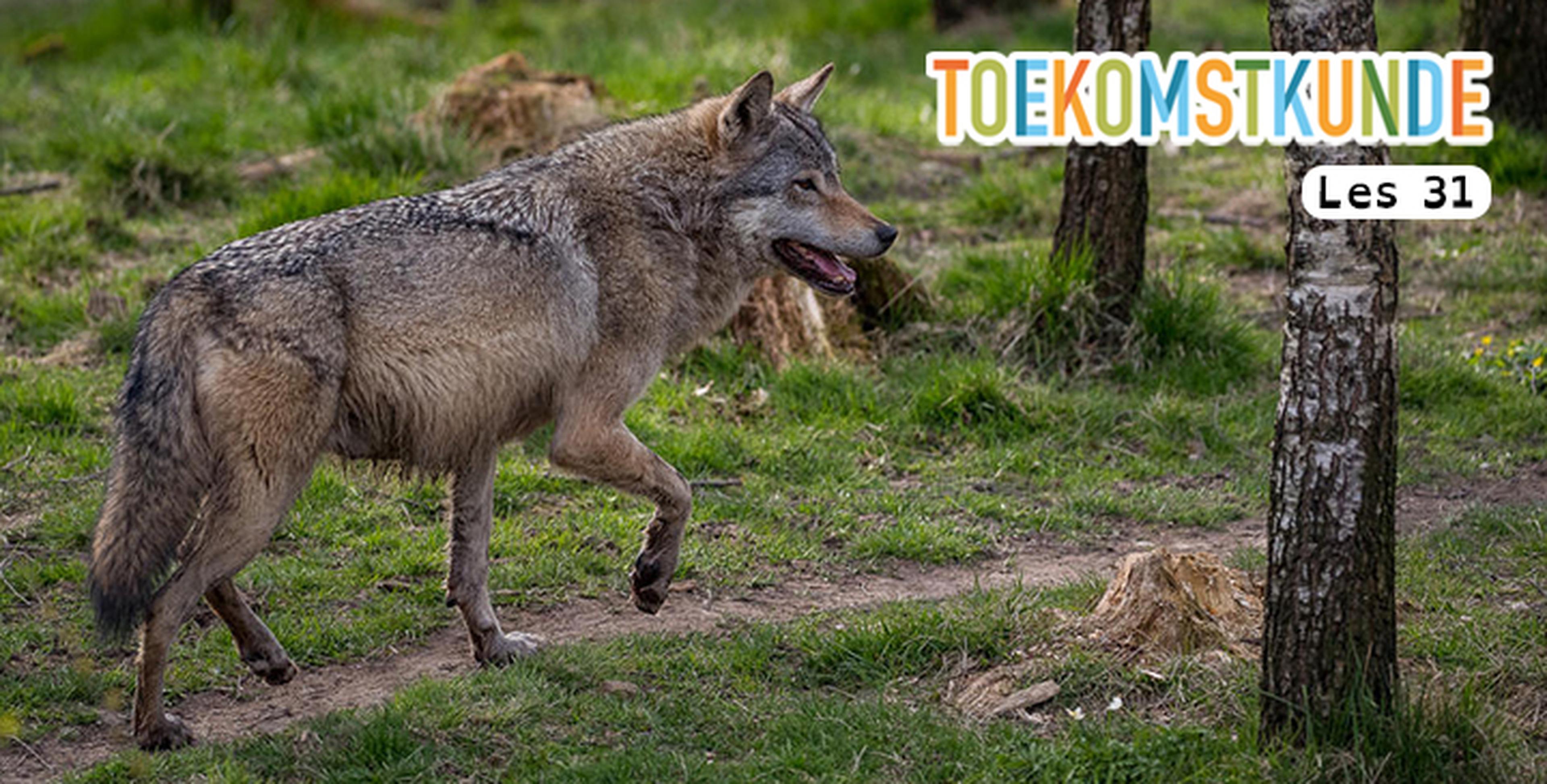 Les 31: De wolf komt terug