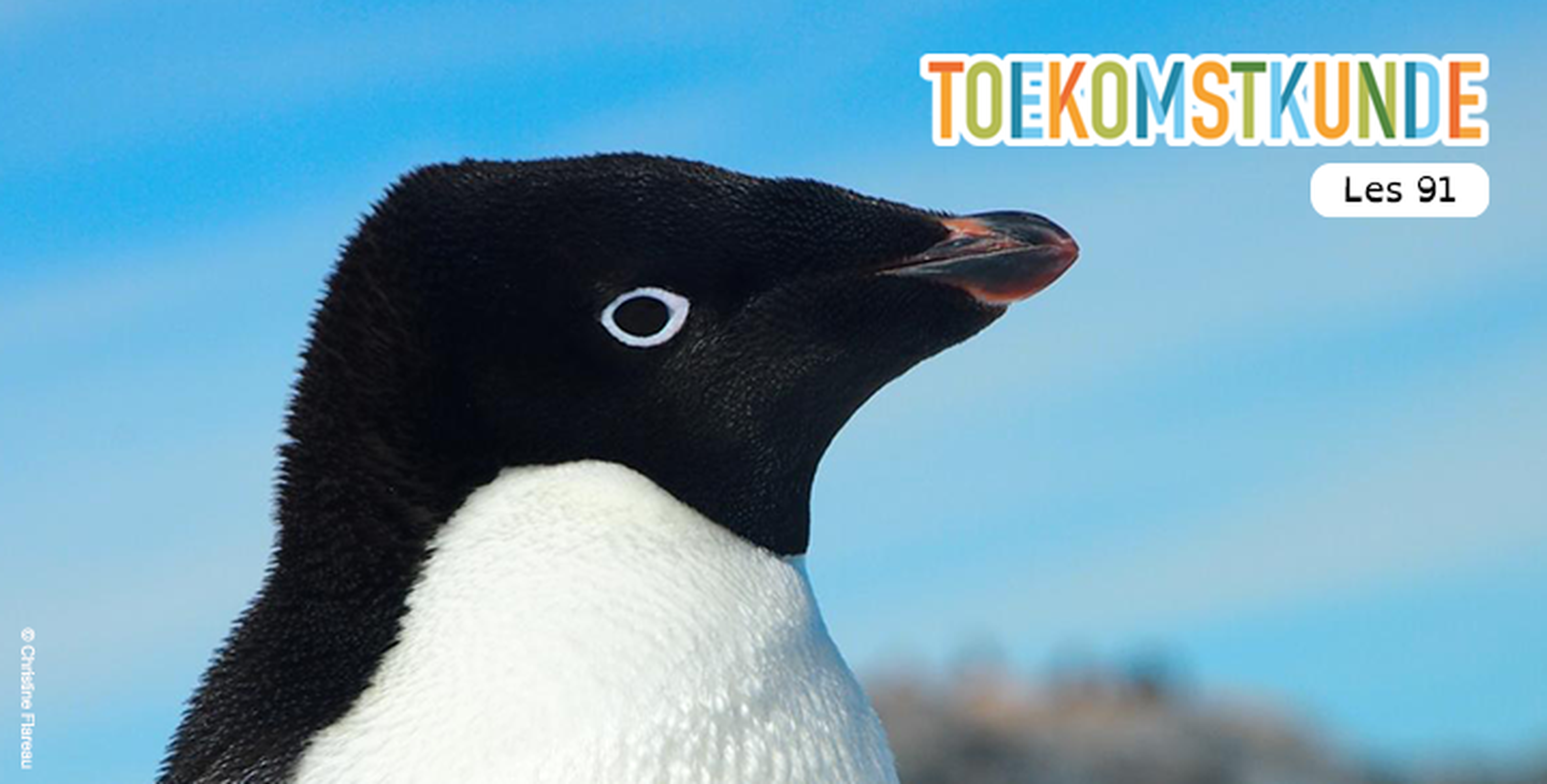 Red de pinguins
