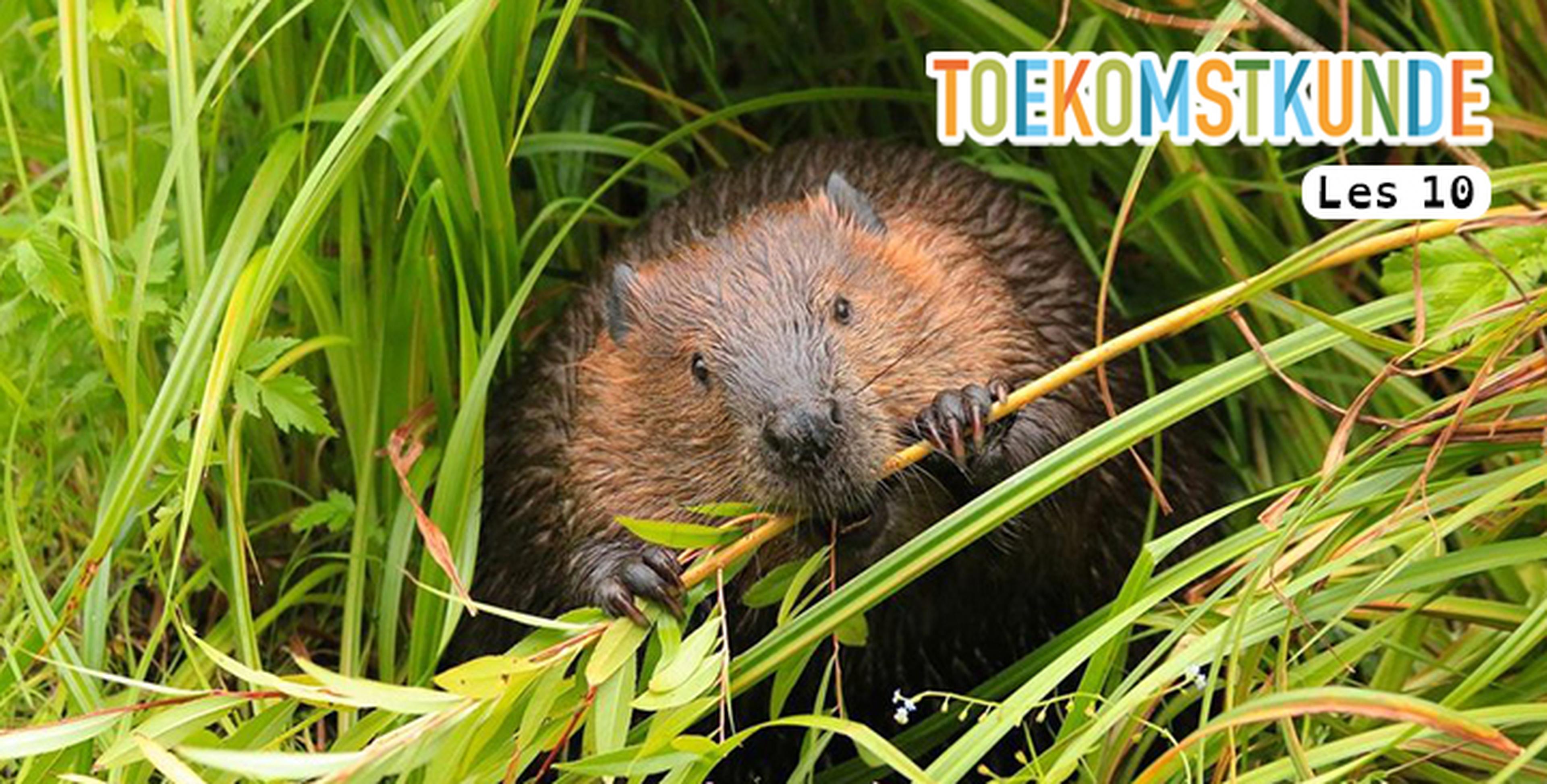 Les 10: Het gaat beter met de bever