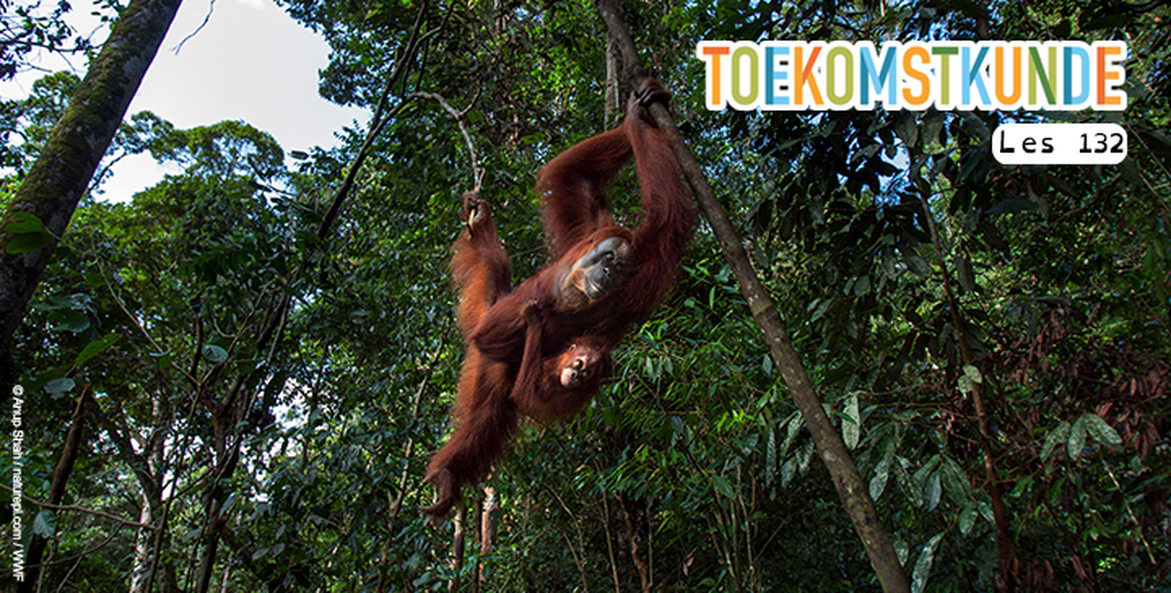 Les 132 - Slingerend door de bomen: de orang-oetan