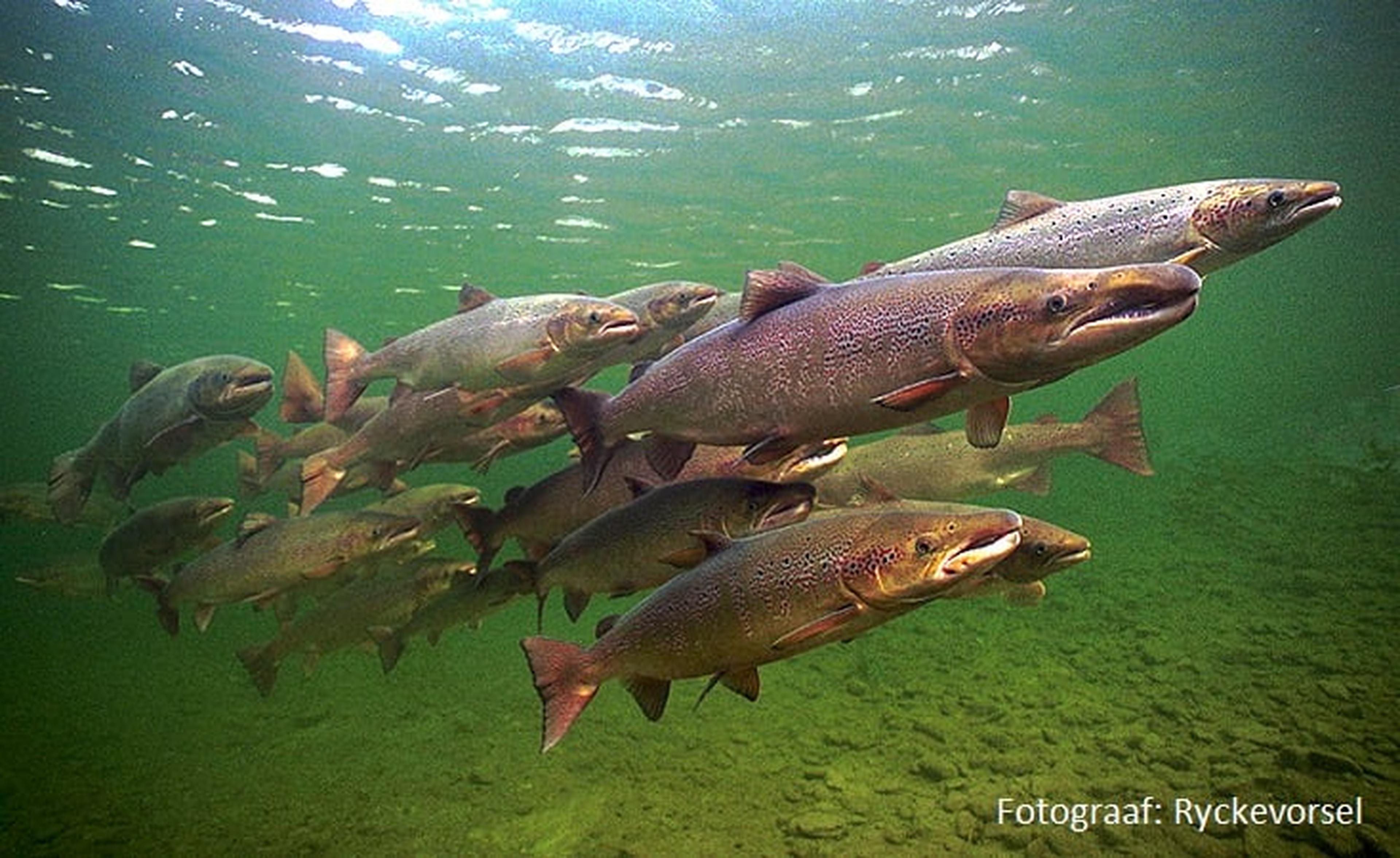 Atlantische zalm zwemmend in de zee