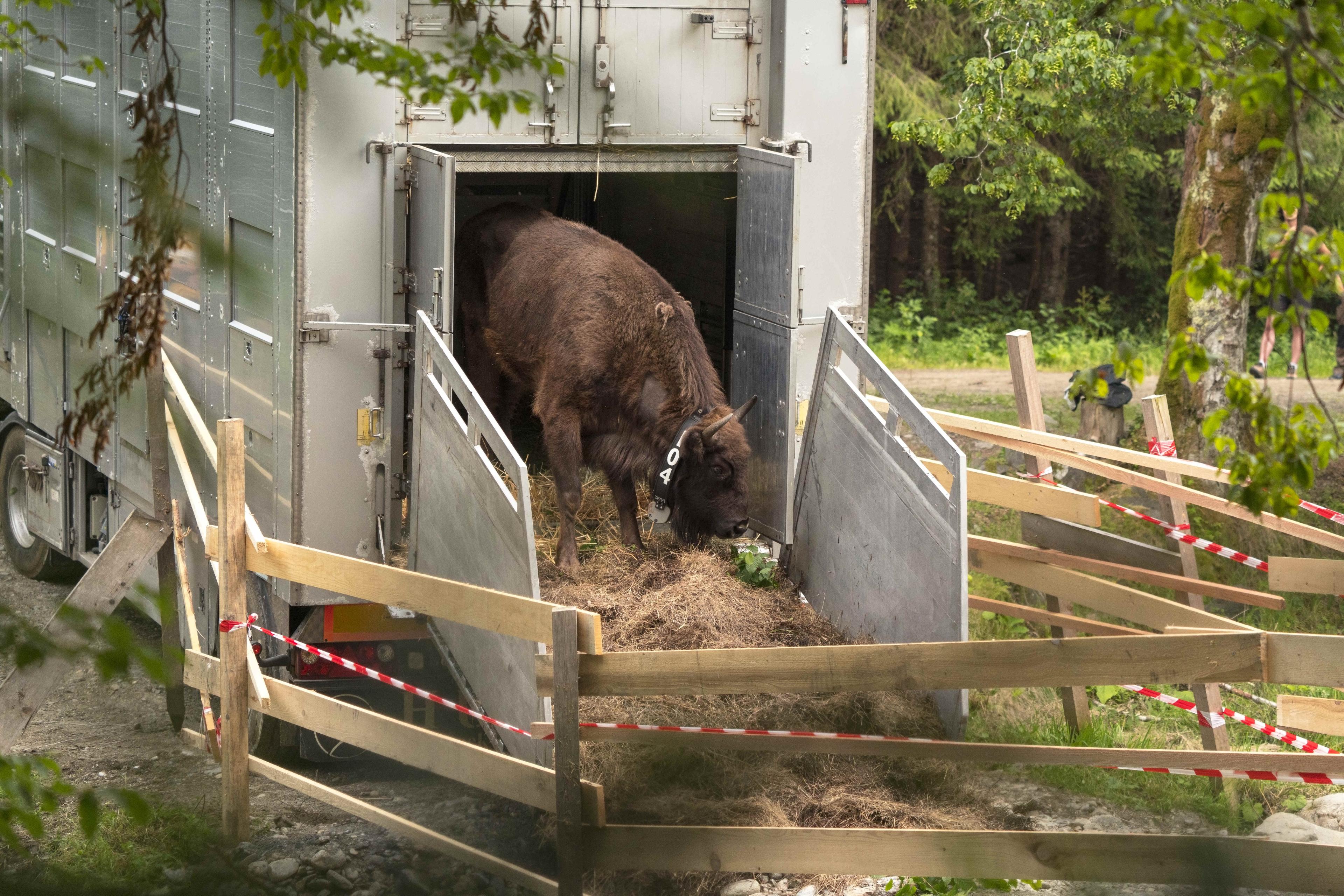 Bison transport