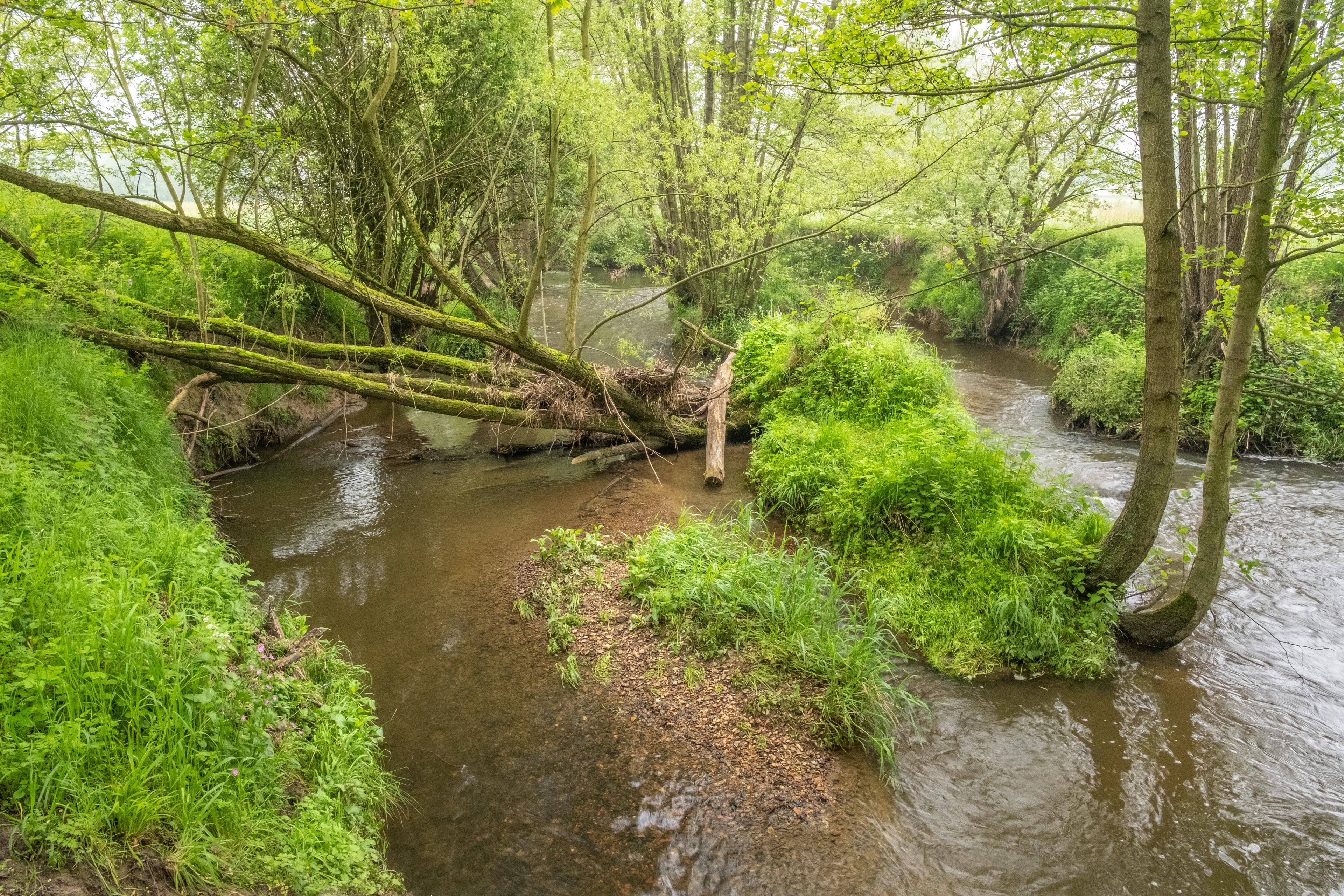 De Geul met omgevallen boom