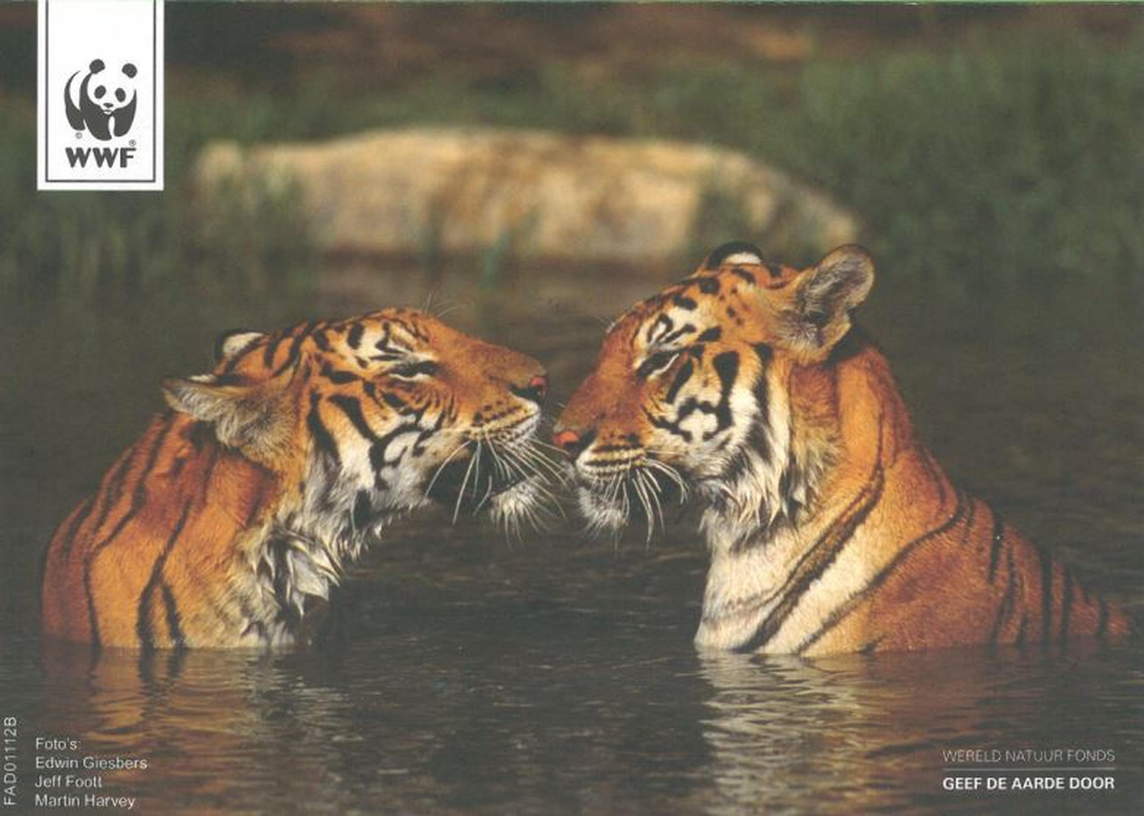 Twee tijgers in het water