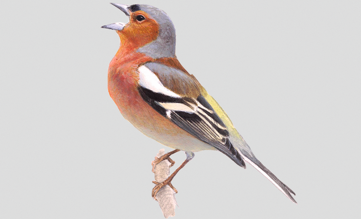 vink