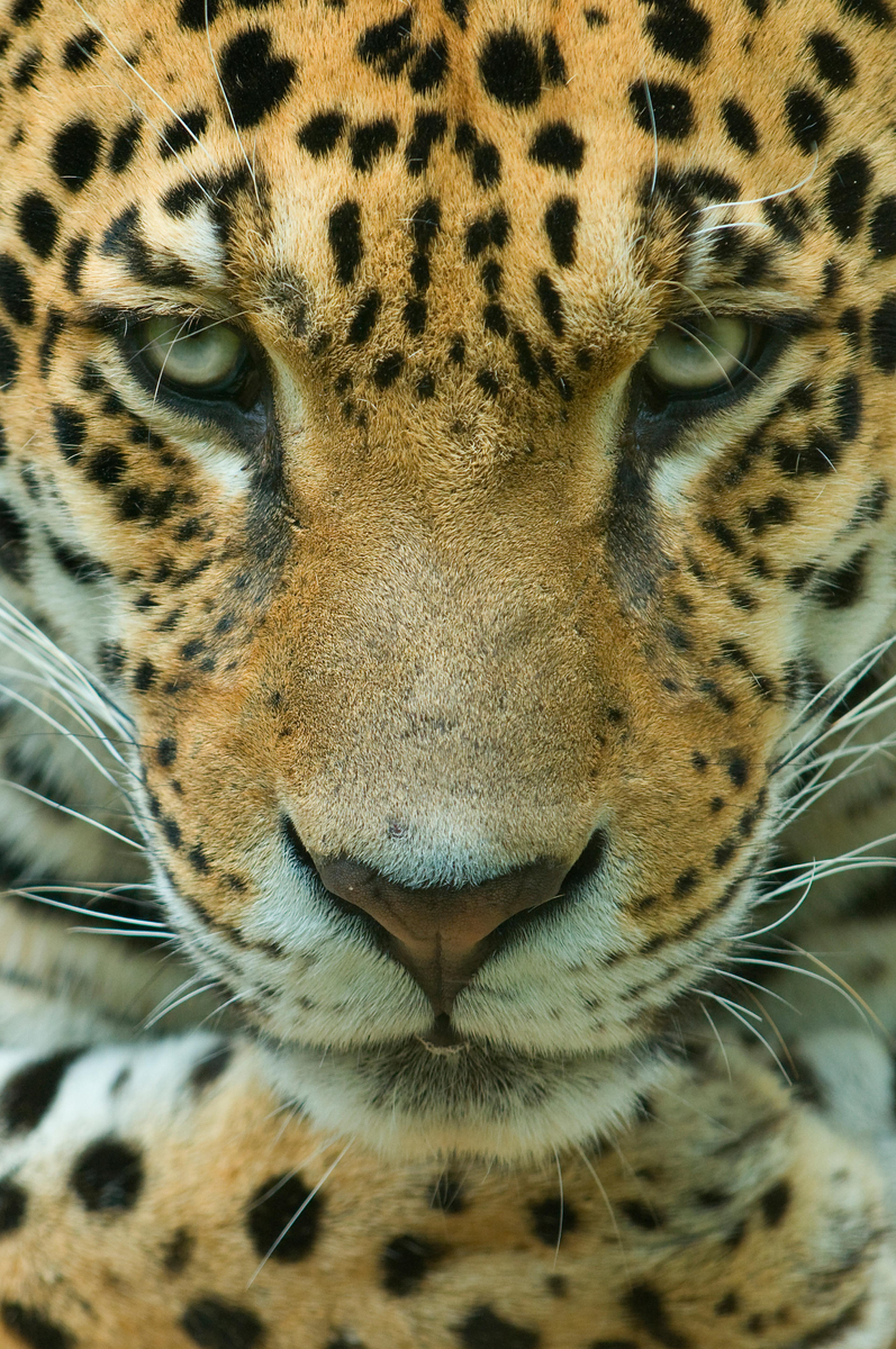 Jaguar 6