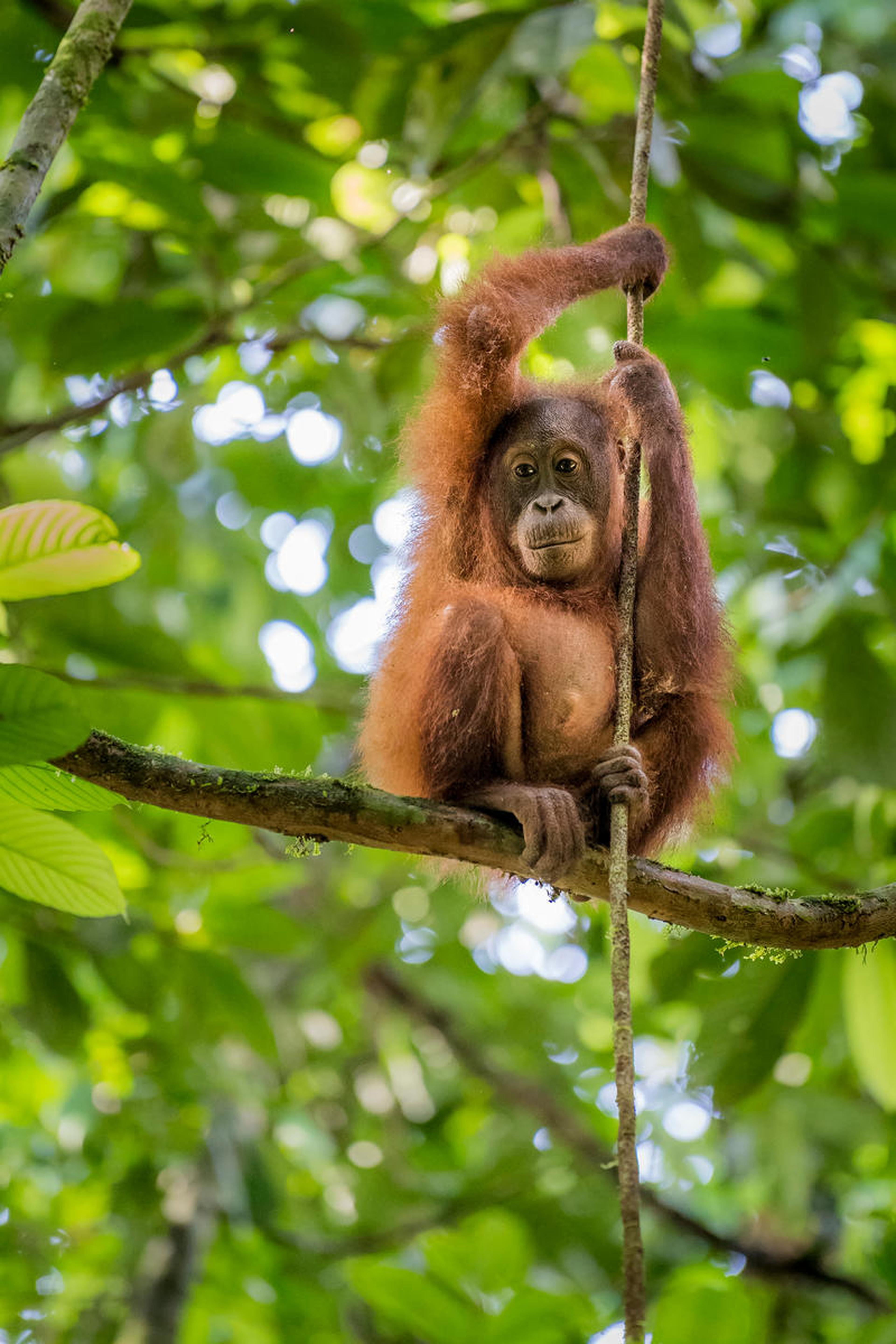 Orang-oetan in boom