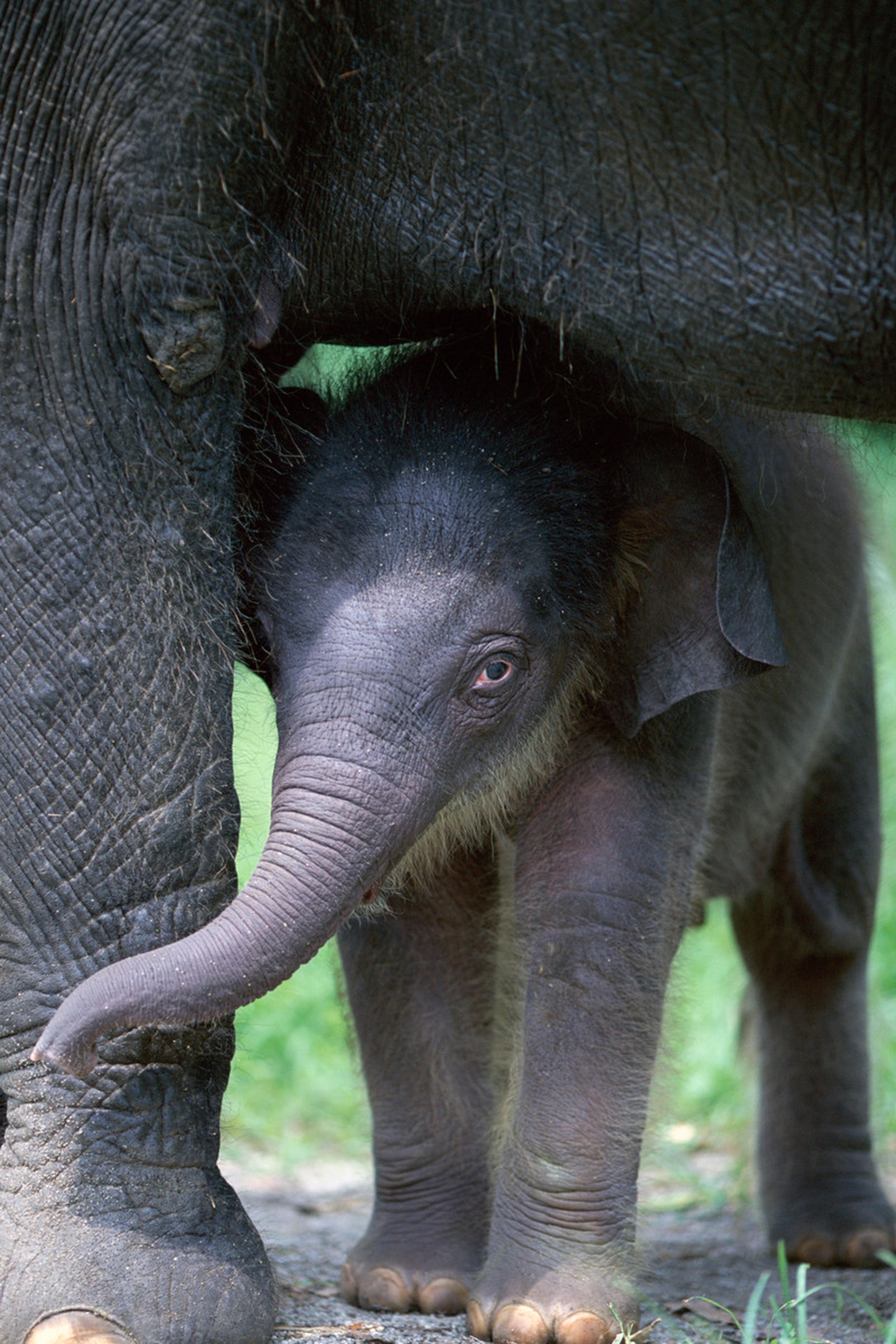 Indische olifant-kalf bij moeder