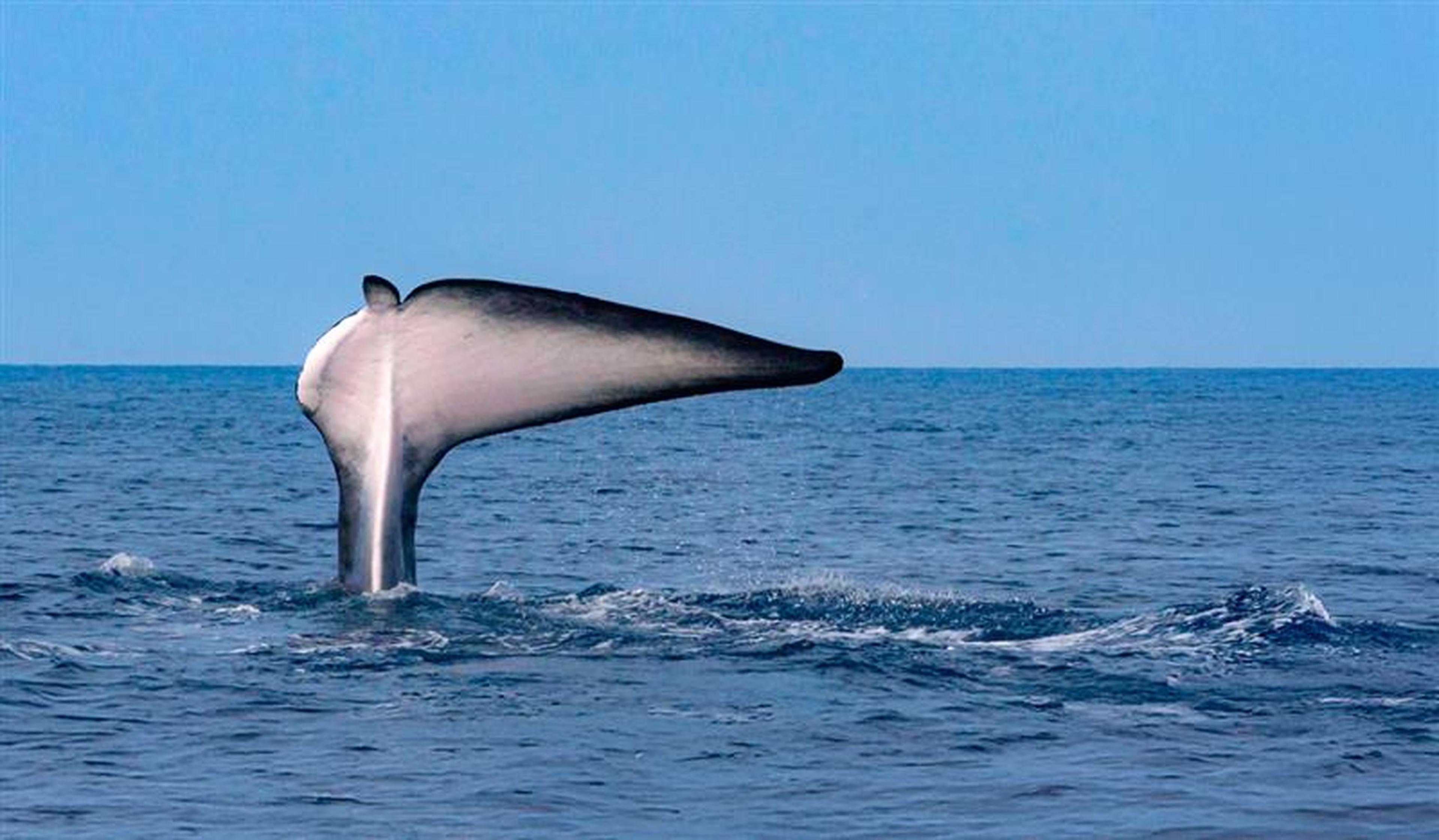 Walvis met beschadigde vin