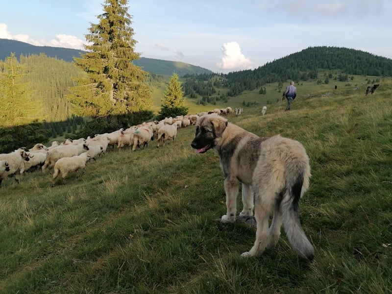 Karpatische herdershond Apuseni