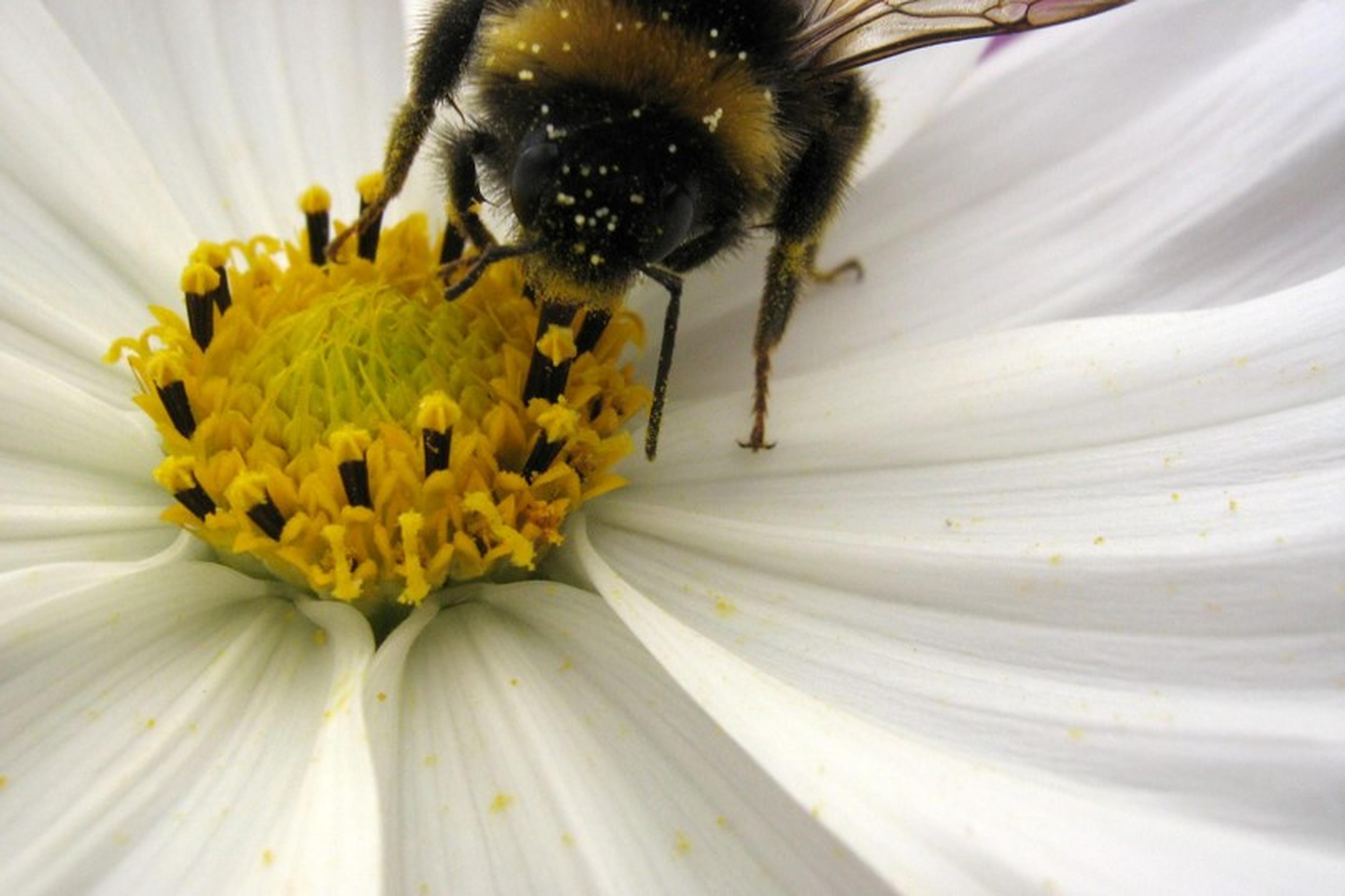 Bij op bloem