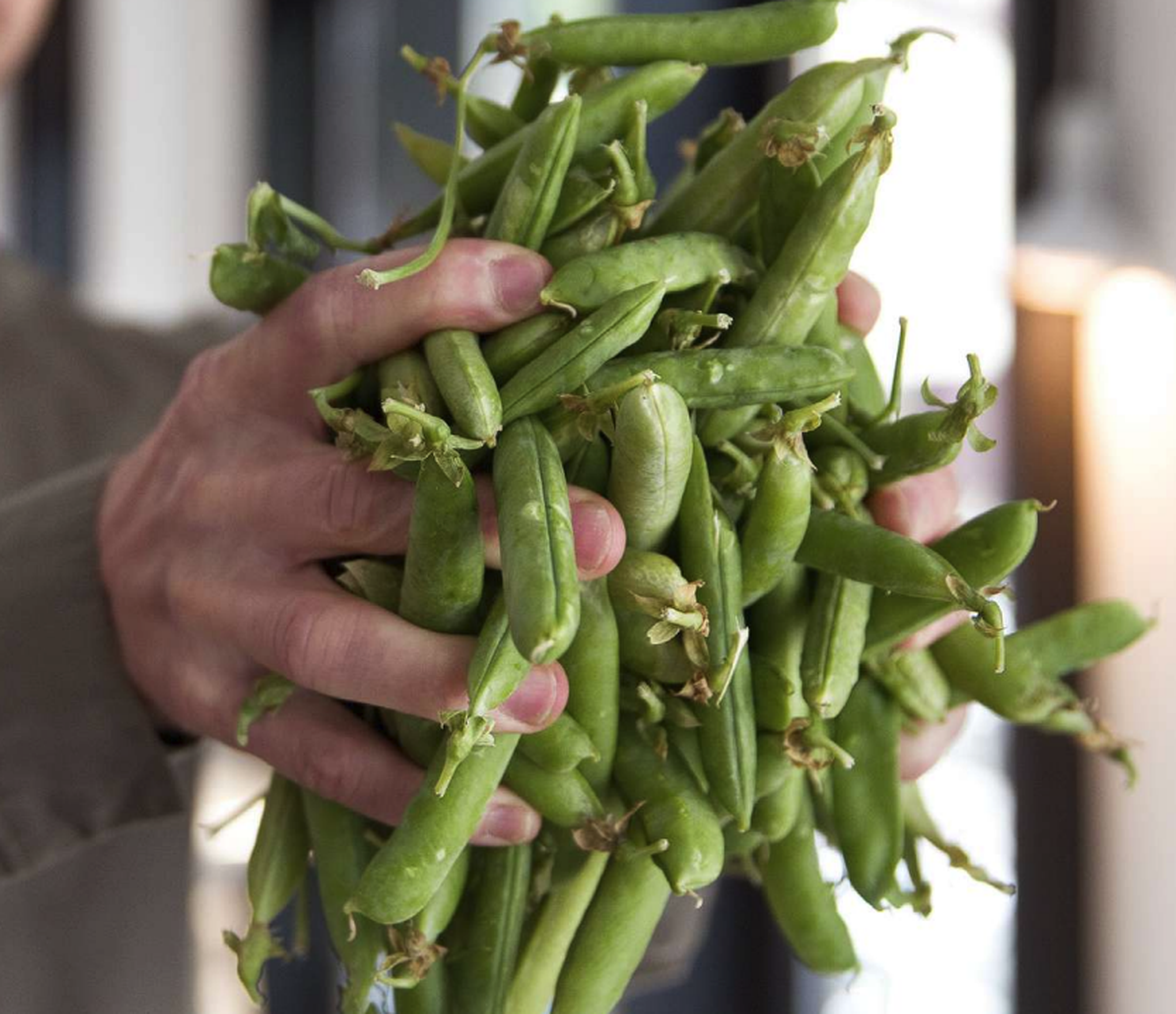 handen houden een grote hoeveelheid tuinbonen vast