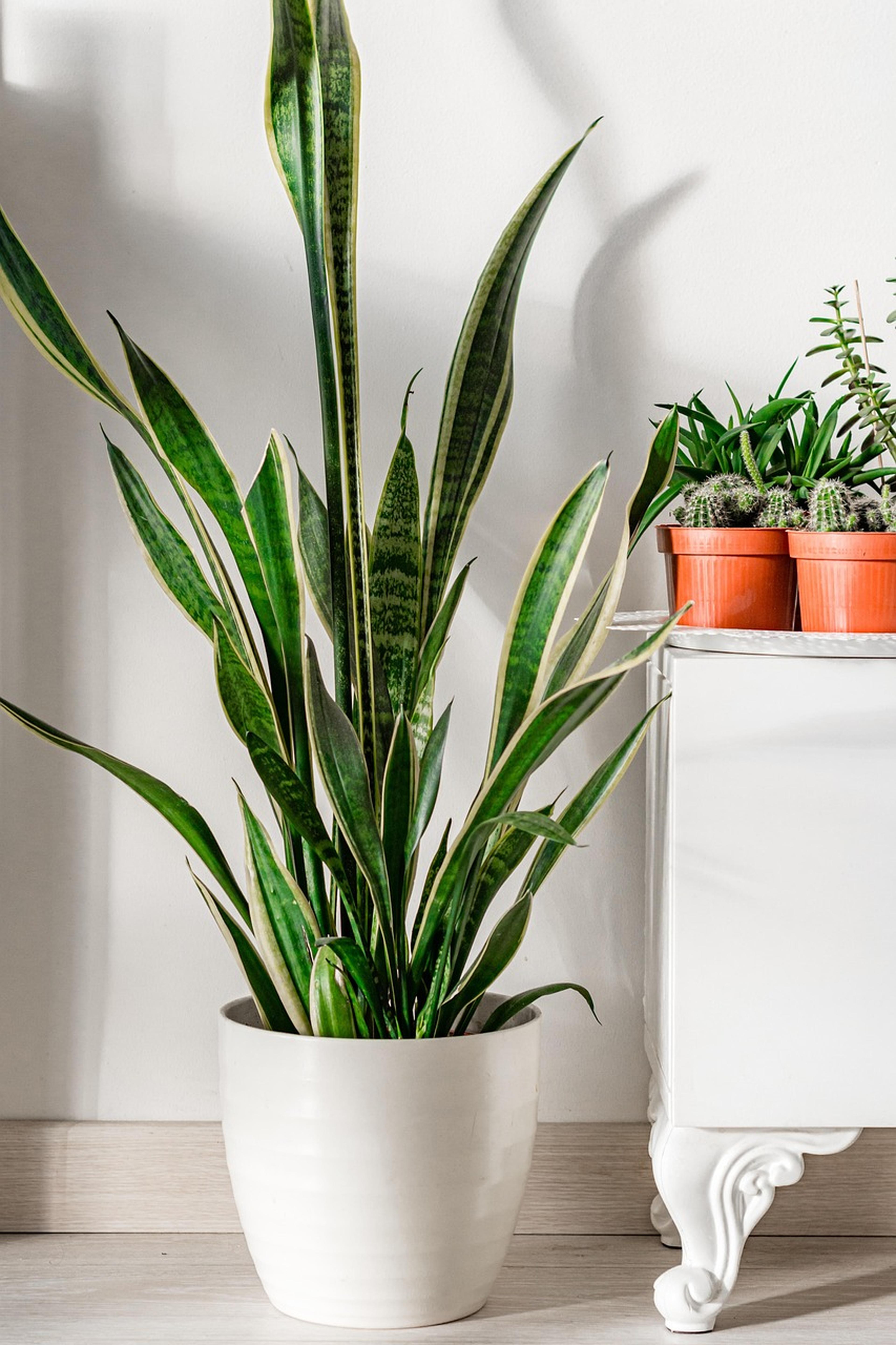 kamerplant