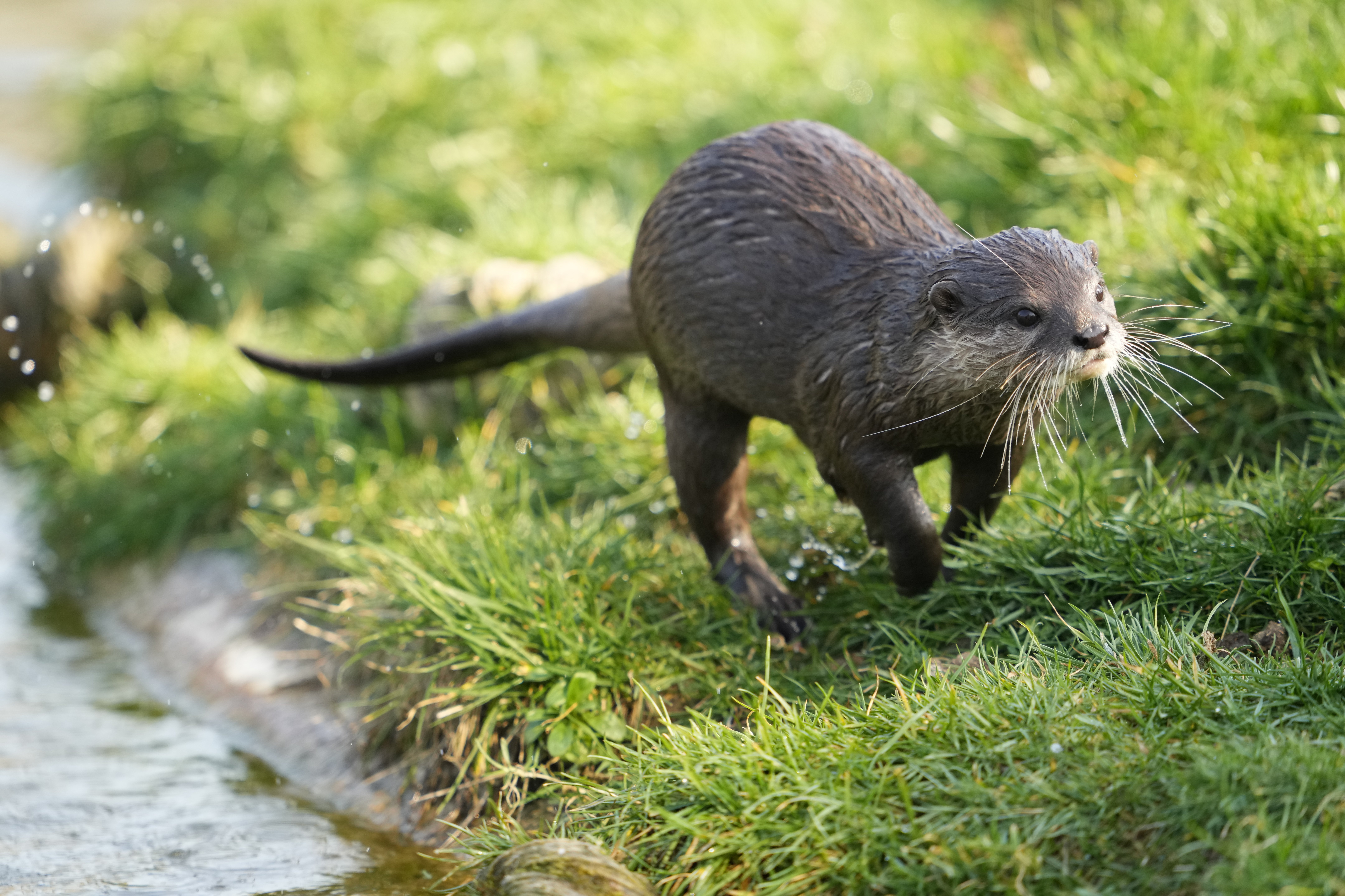 Otter in Nederland