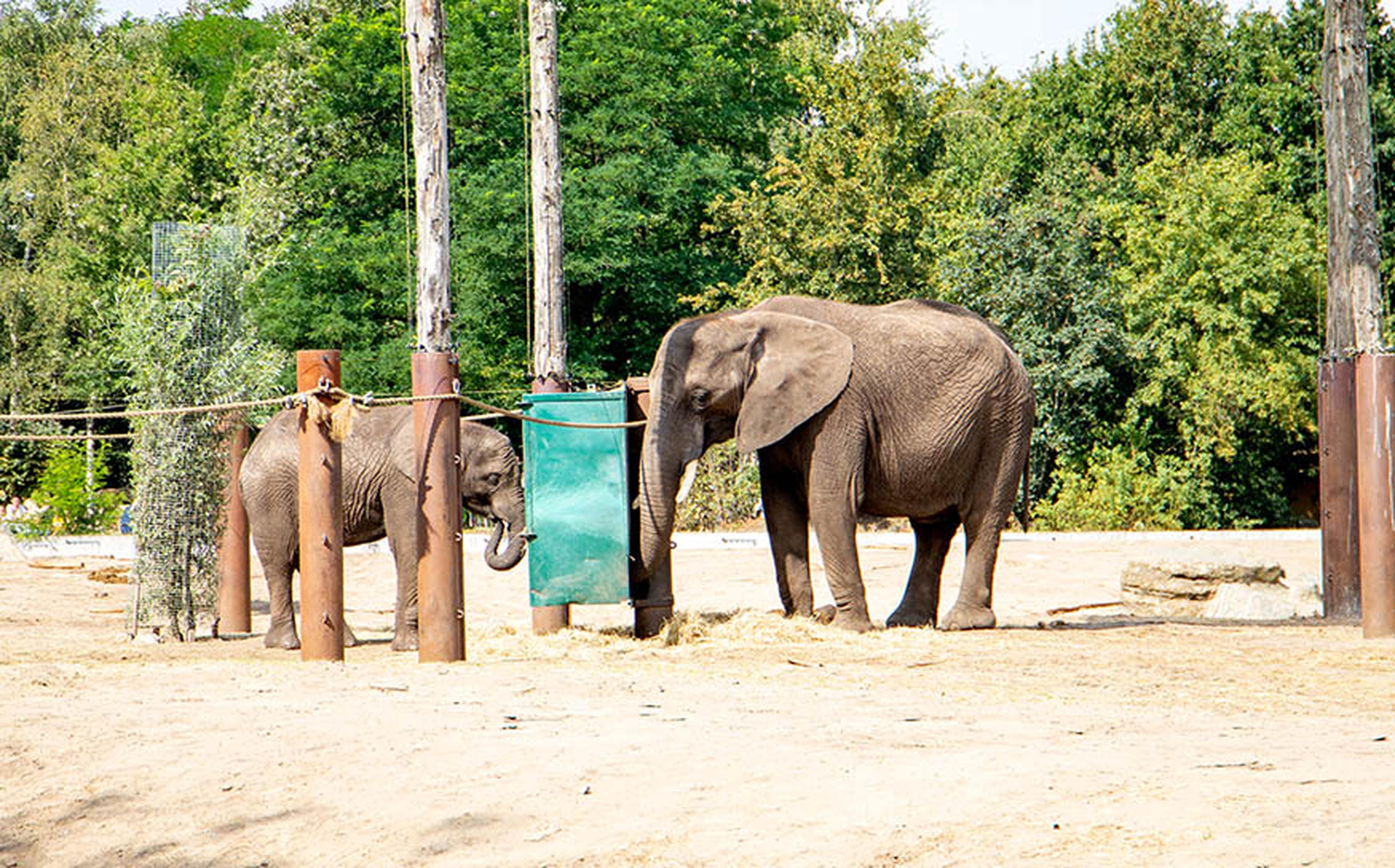 Olifanten in Beekse Bergen