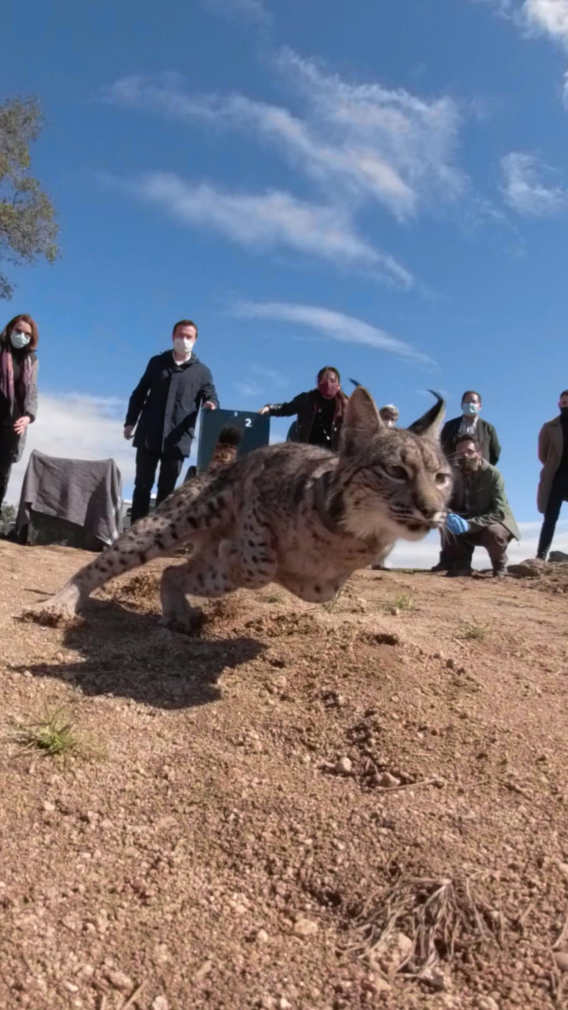 Uitzet van de Iberische lynx