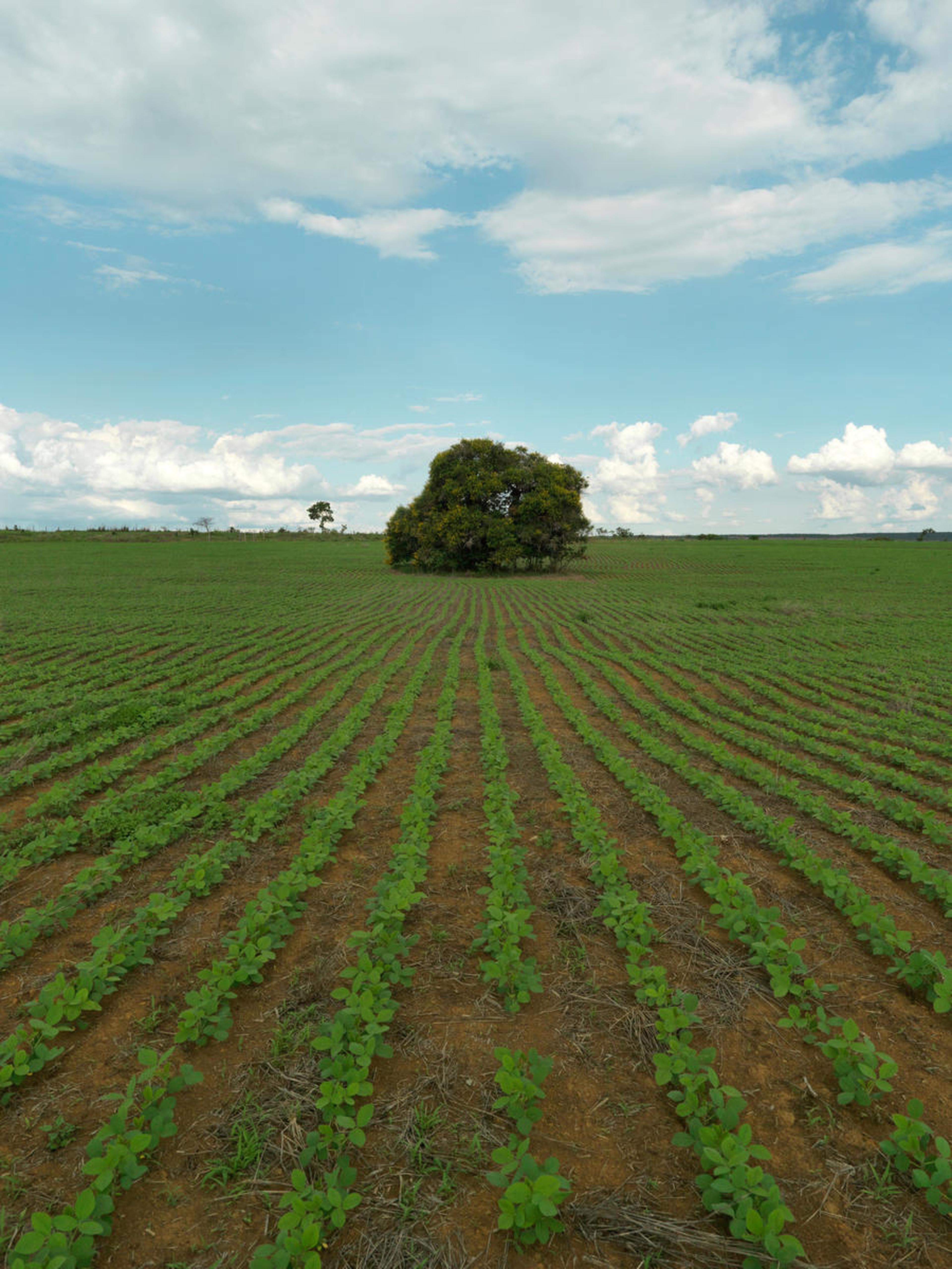 Sojaplantage Cerrado, Brazilië