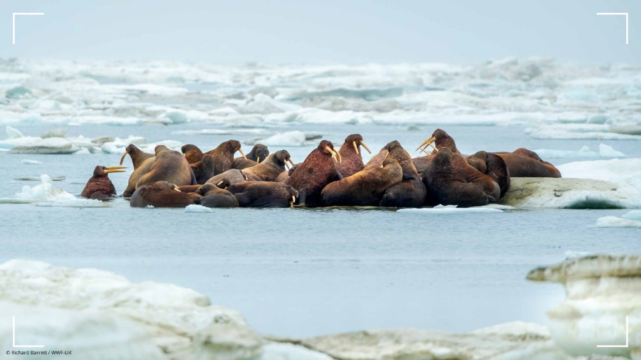 walrussen kolonie