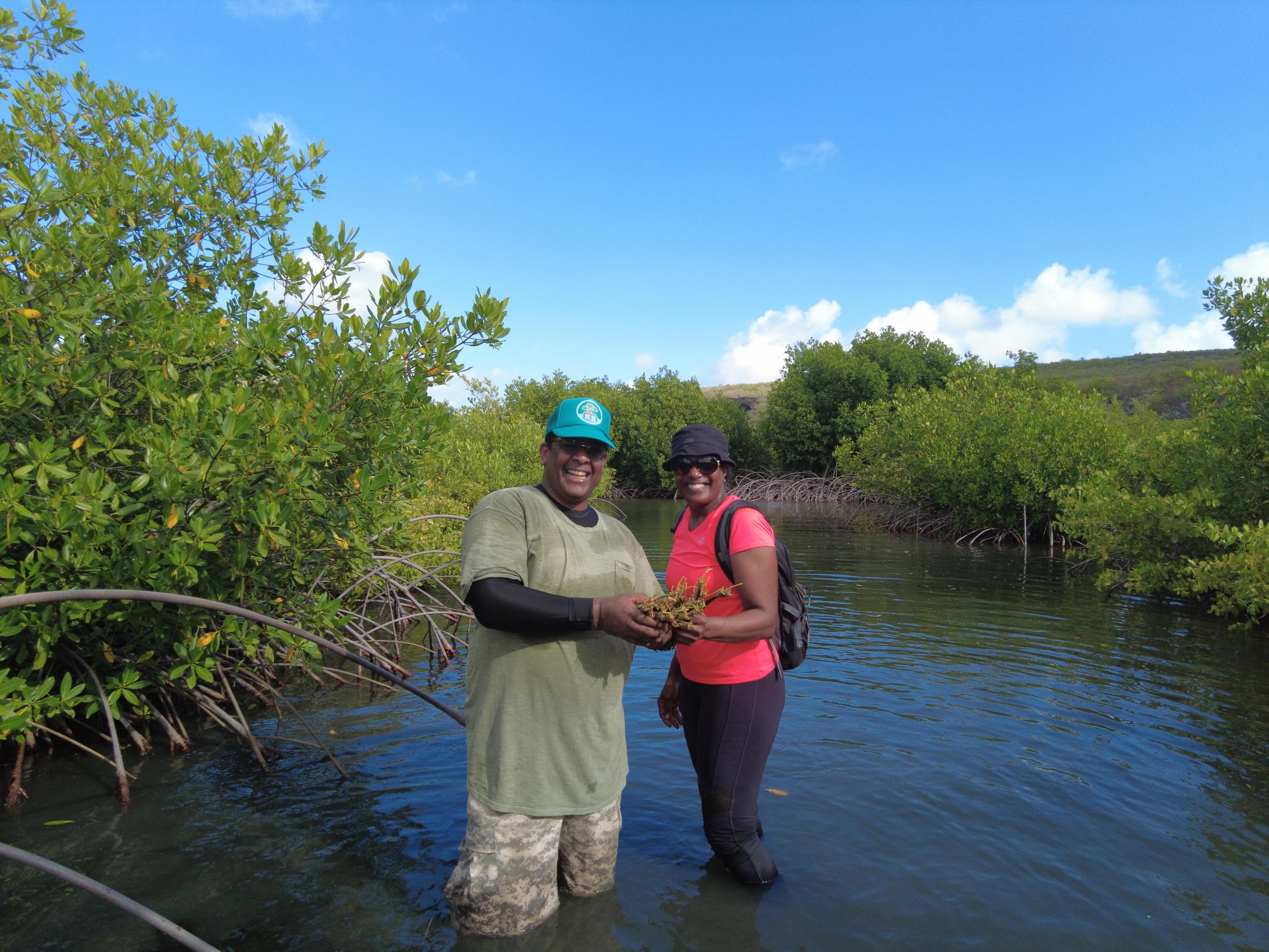 Mangrovestekjes planten op Curacao