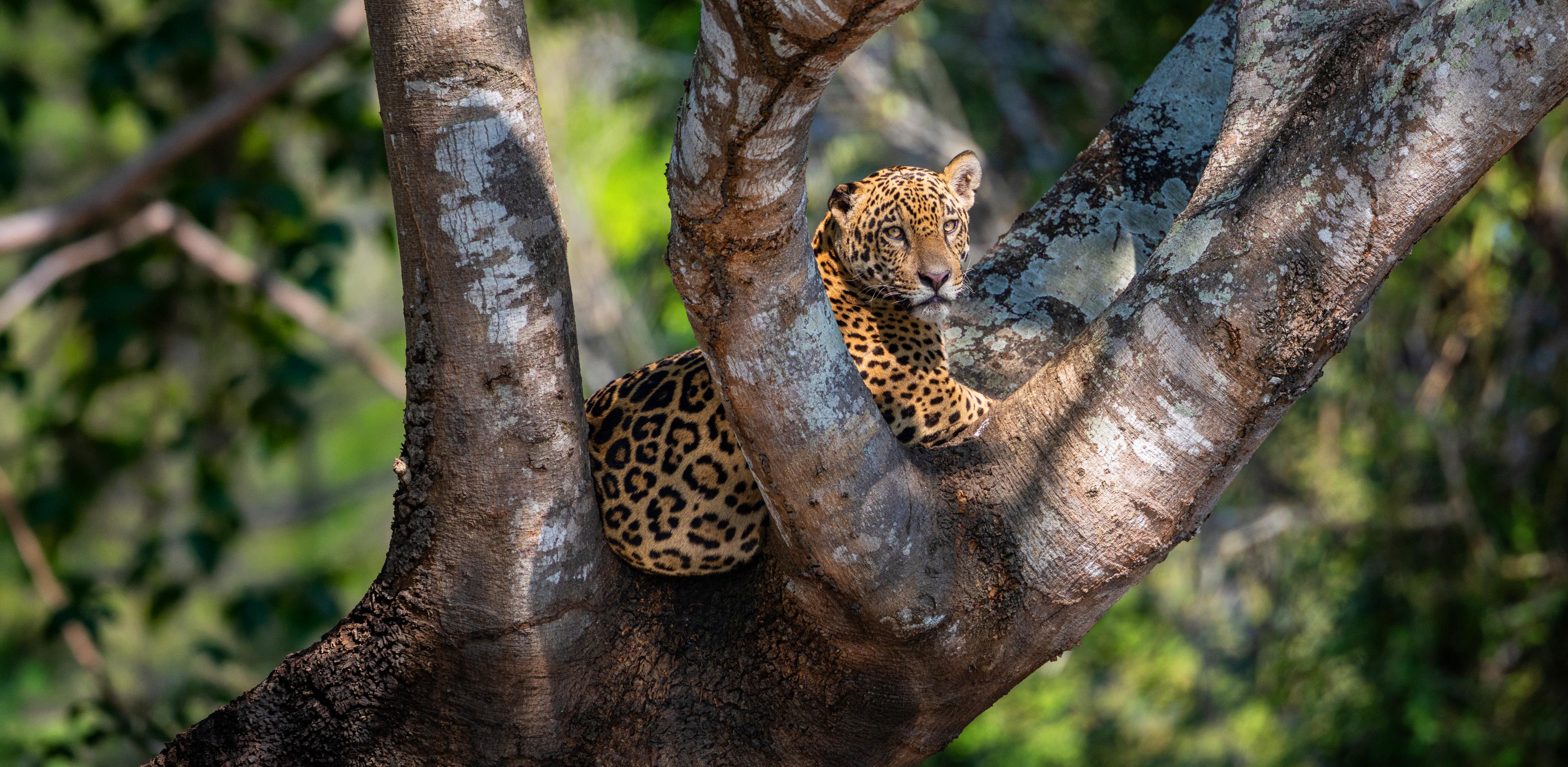 Jaguar in boom