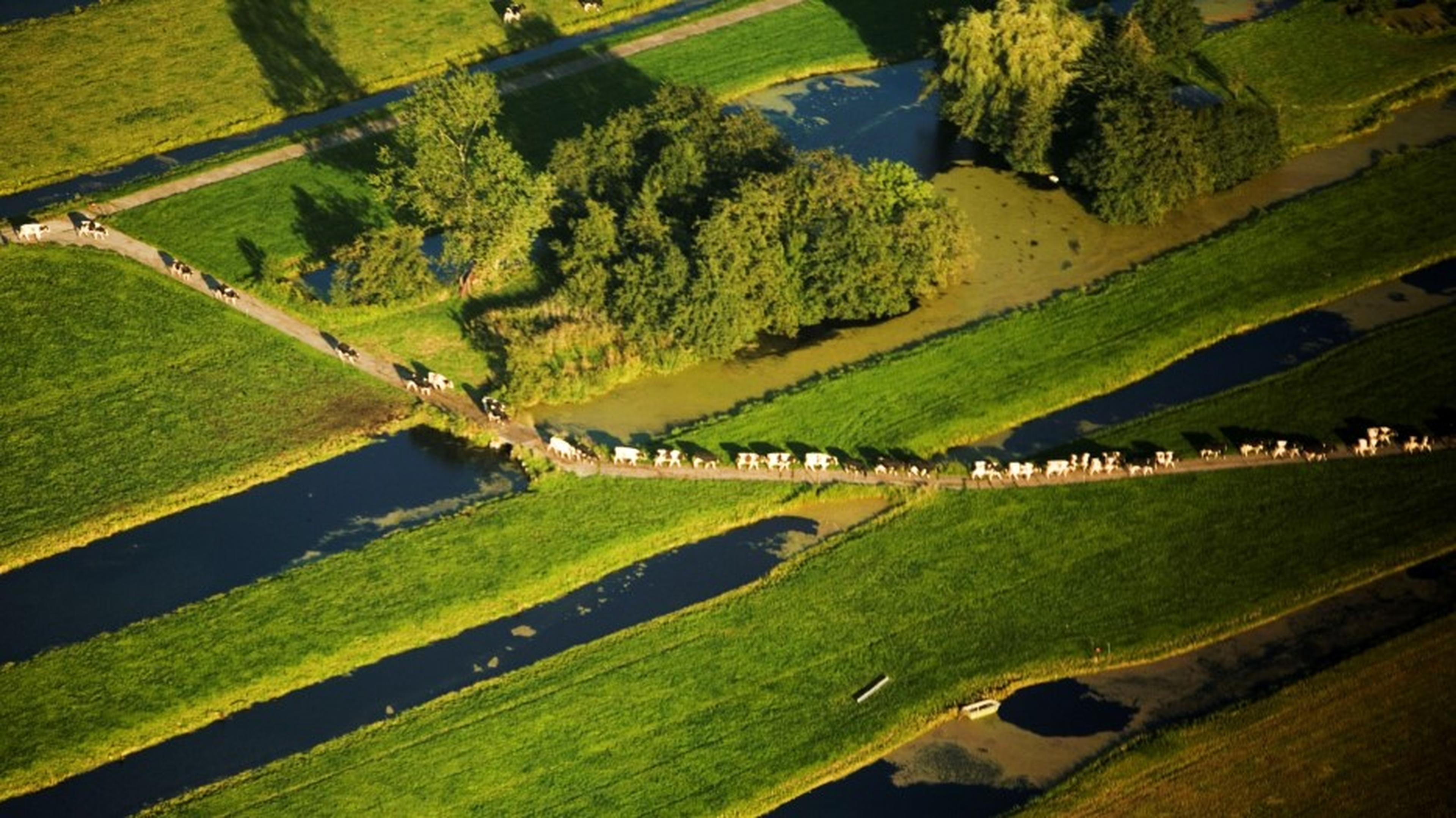 Luchtfoto akkerland met koeien