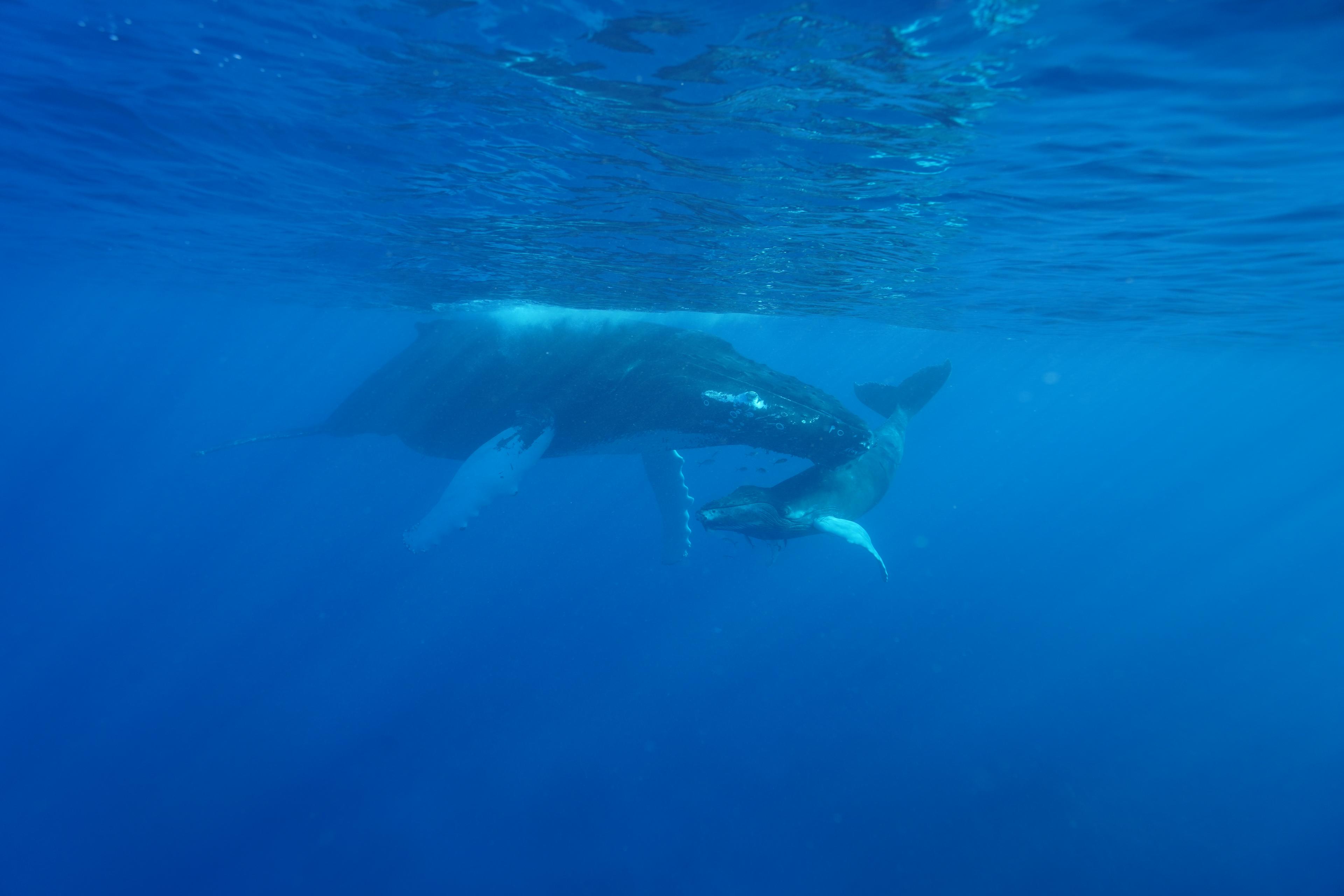 Bultrug met kalf in Samana