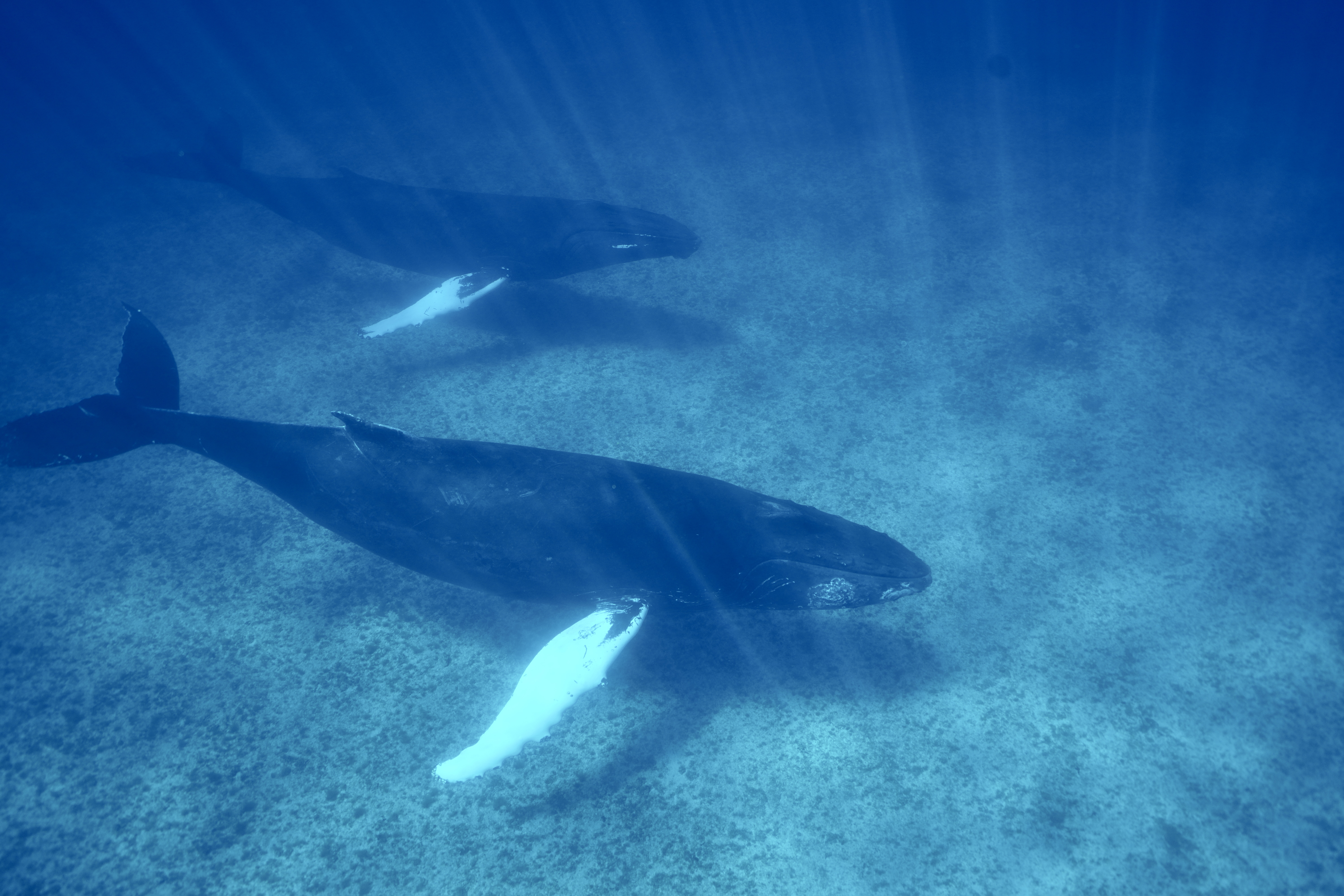 Humpback male female_TCI_Jeffrey Bernus.JPG
