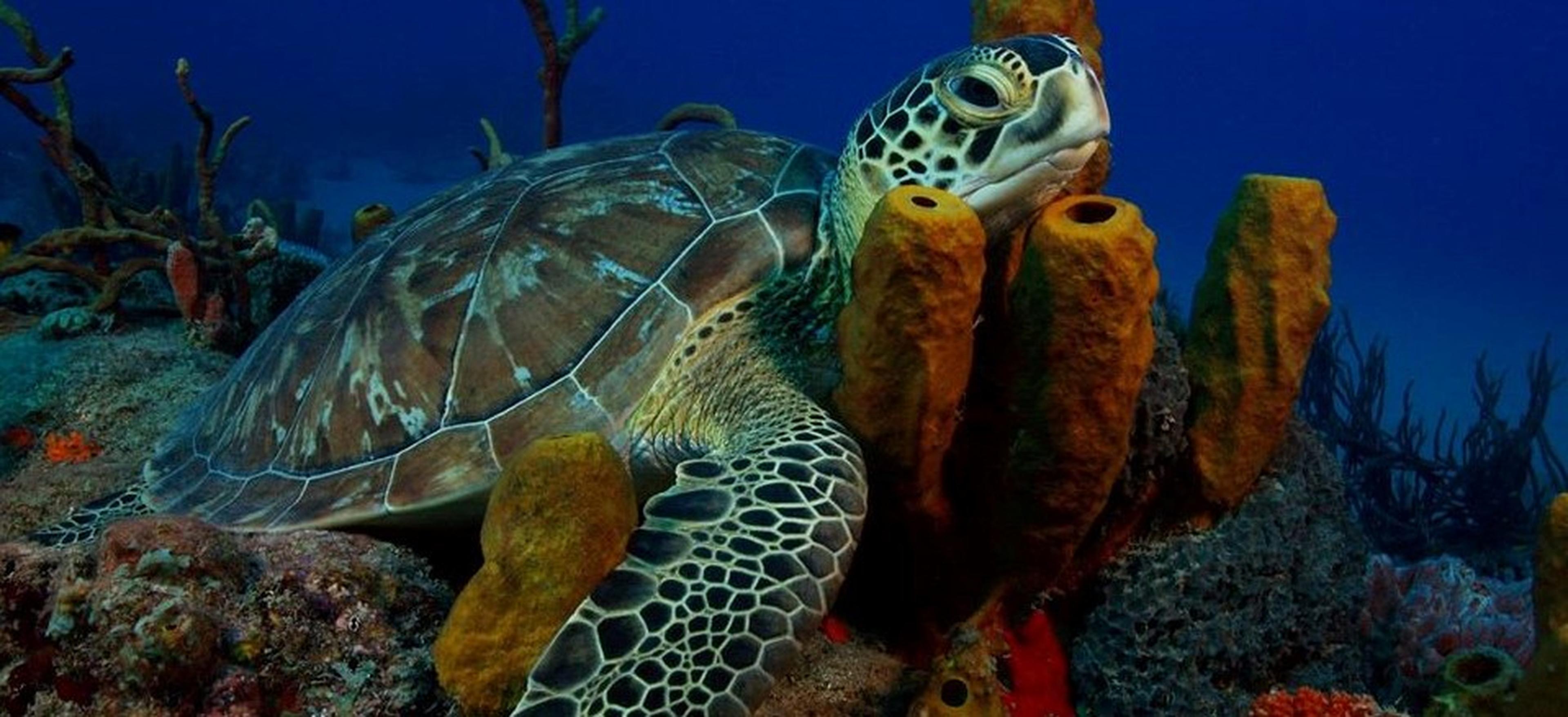 zeeschildpad ligt in koraal