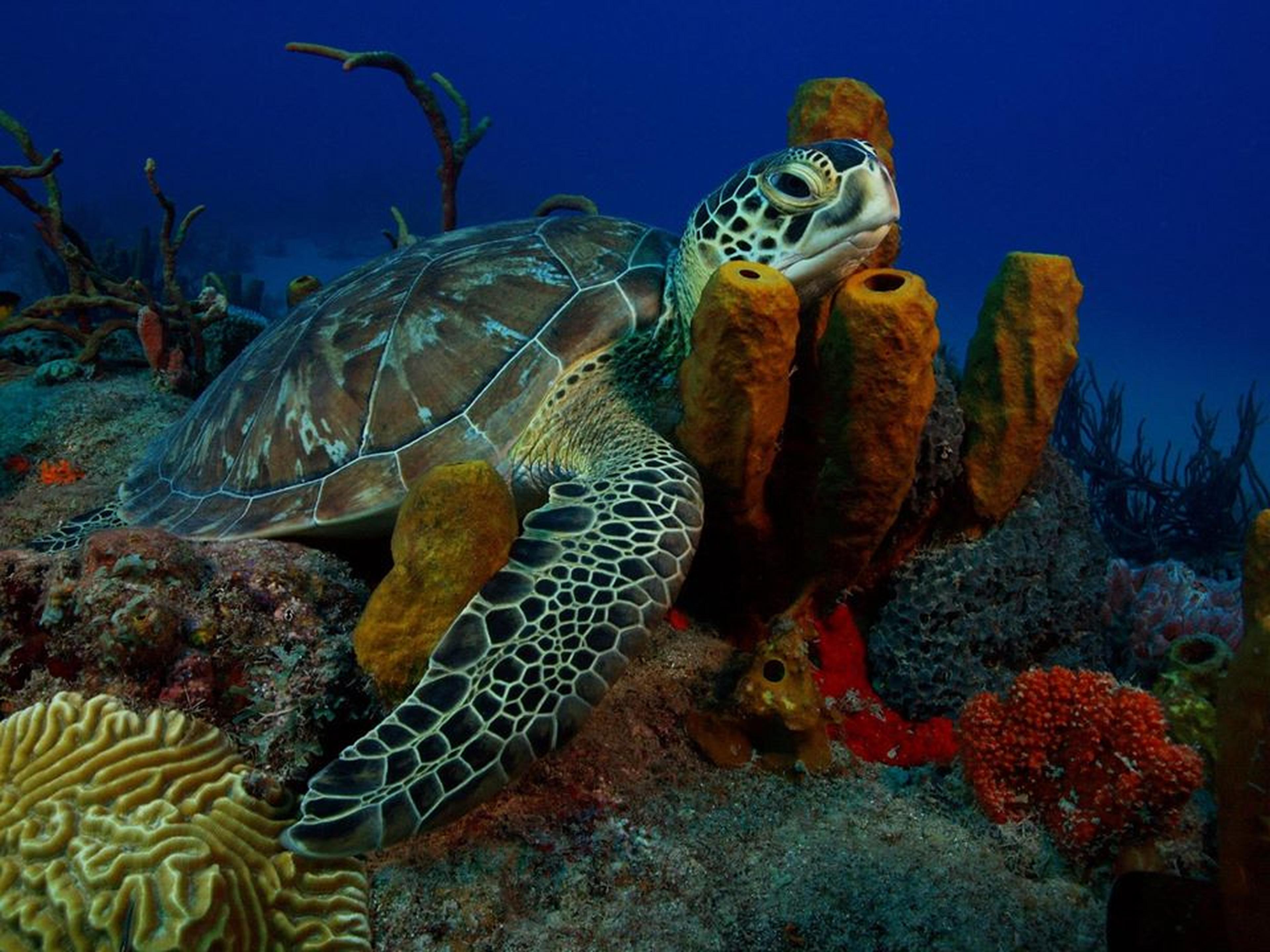 zeeschildpad rust op koraal