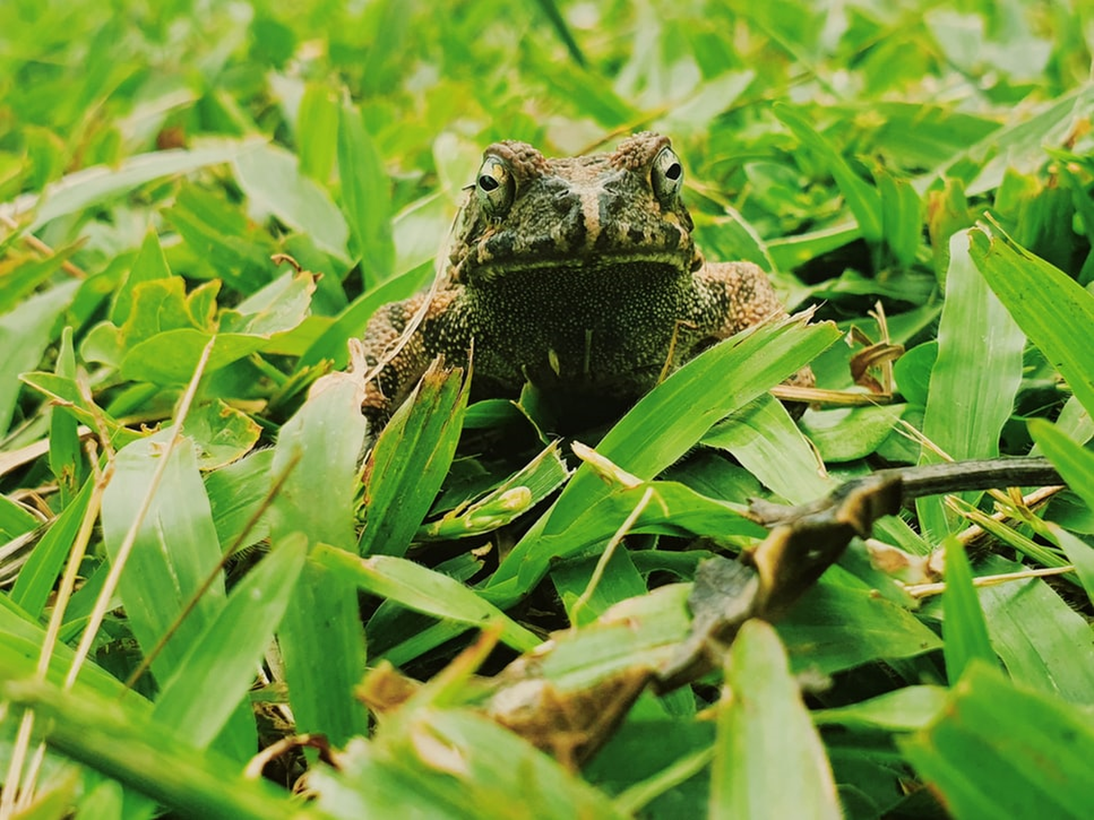 Pad tussen groene bladeren