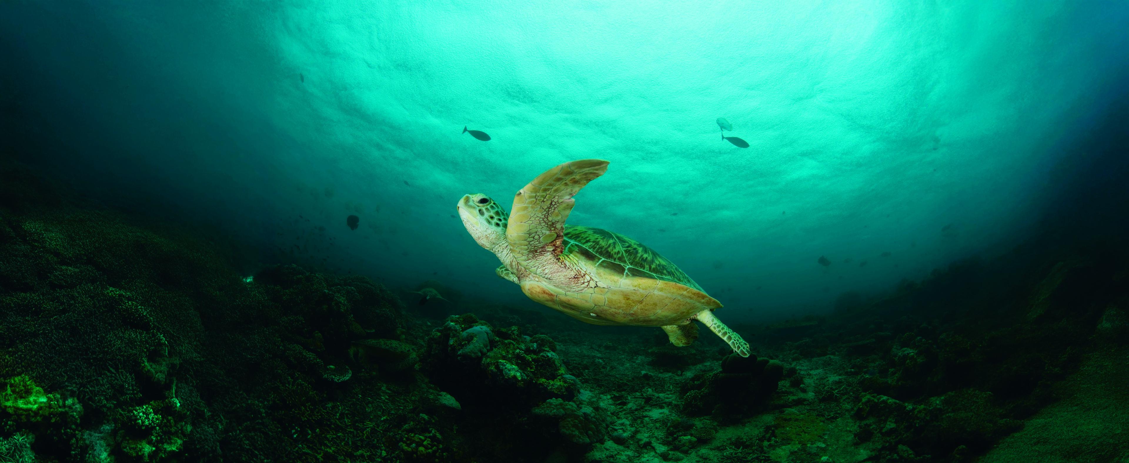 Groene zeeschildpad