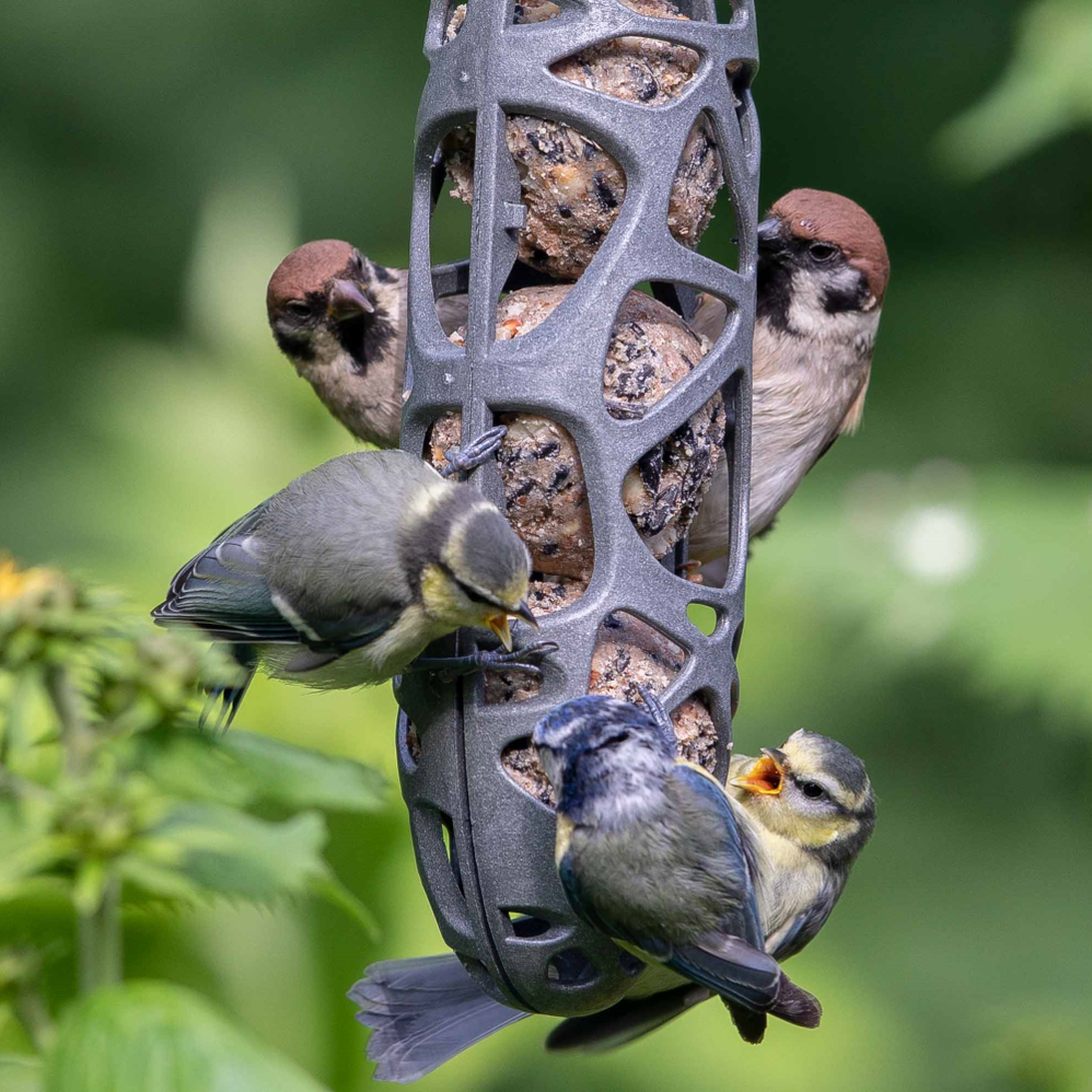 Vogels eten vogelvoer