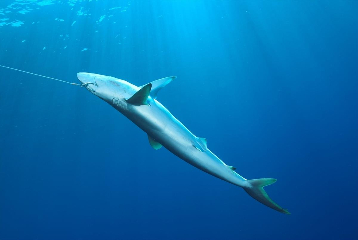 Een dode haai aan een haak, Indische Oceaan