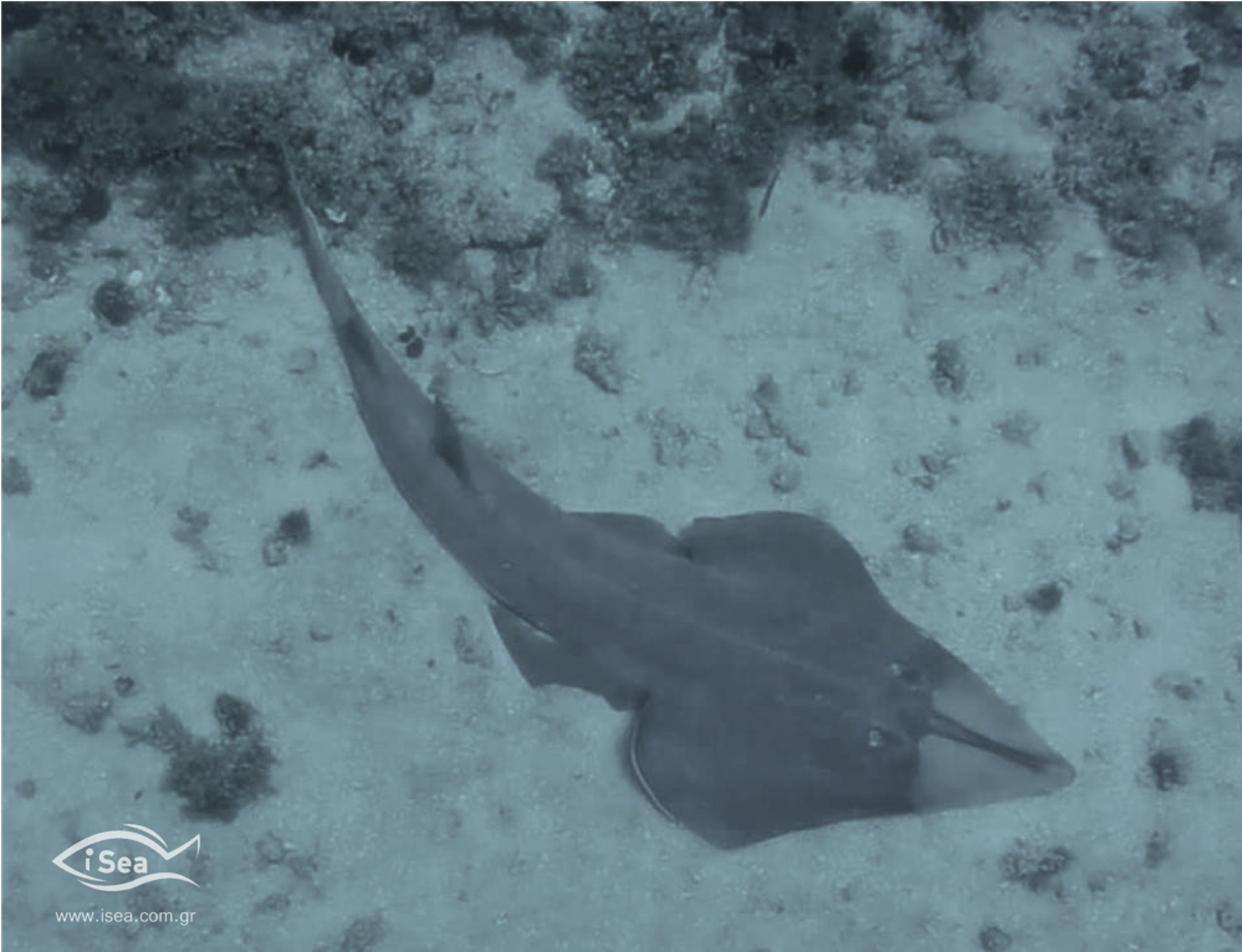 Guitarfish