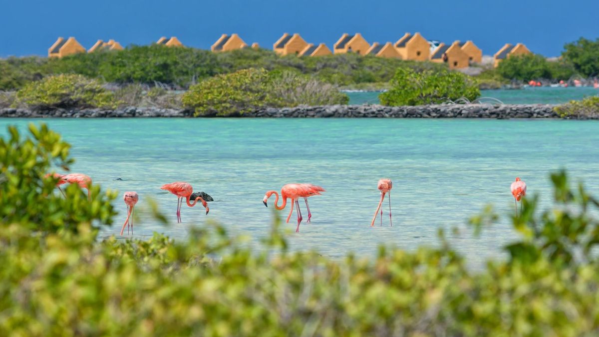 Tropical Treasures