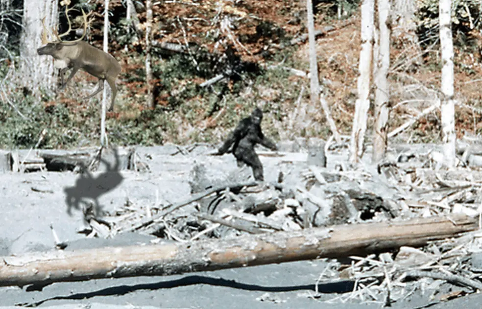 Image of reindeer in the wild